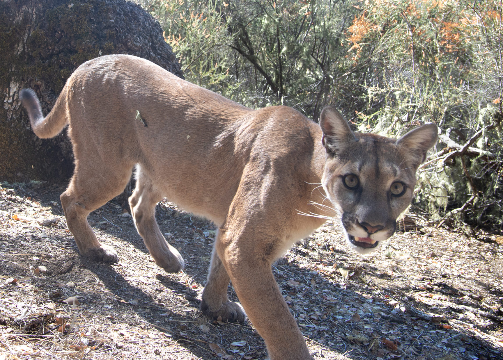 Vishal Subramanyan’s first Mountain lion photo captured by a camera trap