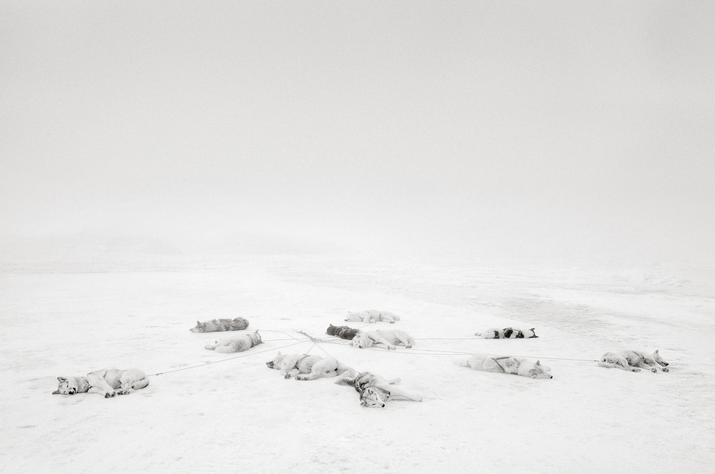 Black and white photograph of sled dogs lying and sleeping in the snow, photo taken by Ragnar Axelsson