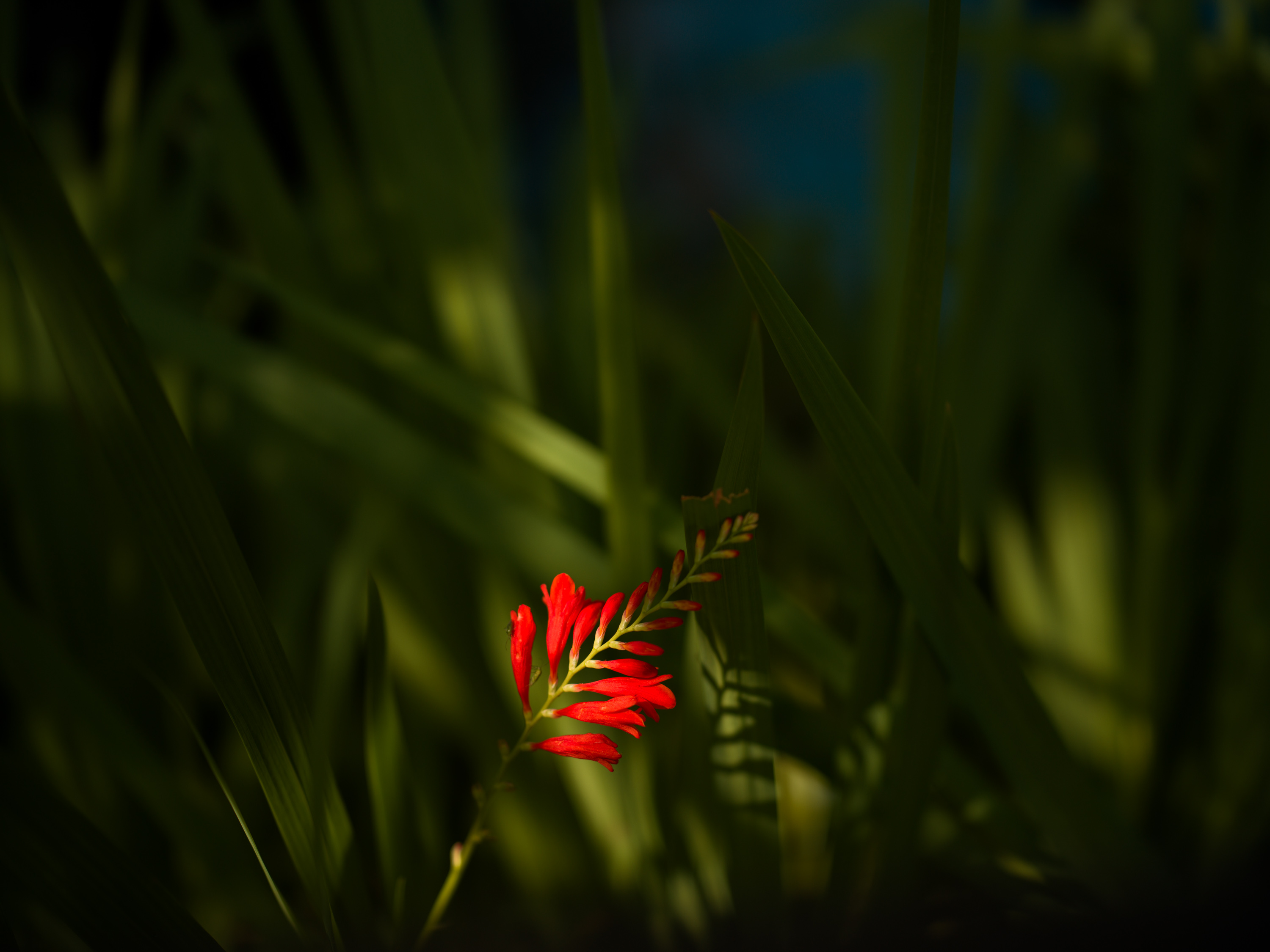 Gros plan d'une fleur rouge devant un feuillage vert foncé, photo prise par Ian Howorth avec un Hasselblad X2D 100C
