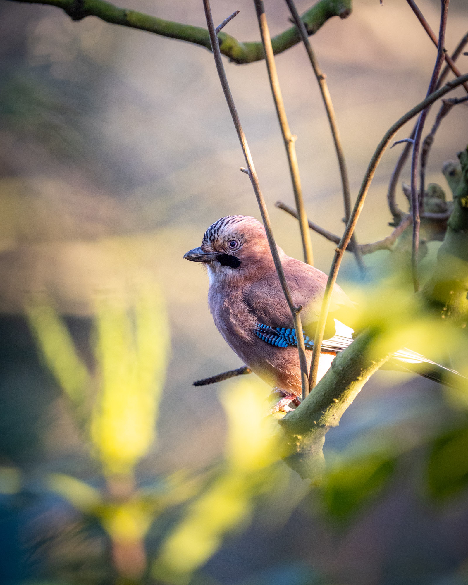 Sfeervolle natuurfoto van een Vlaamse gaai tussen takken en zacht licht, met subtiele kleuren, natuurlijke compositie en rustige achtergrond.