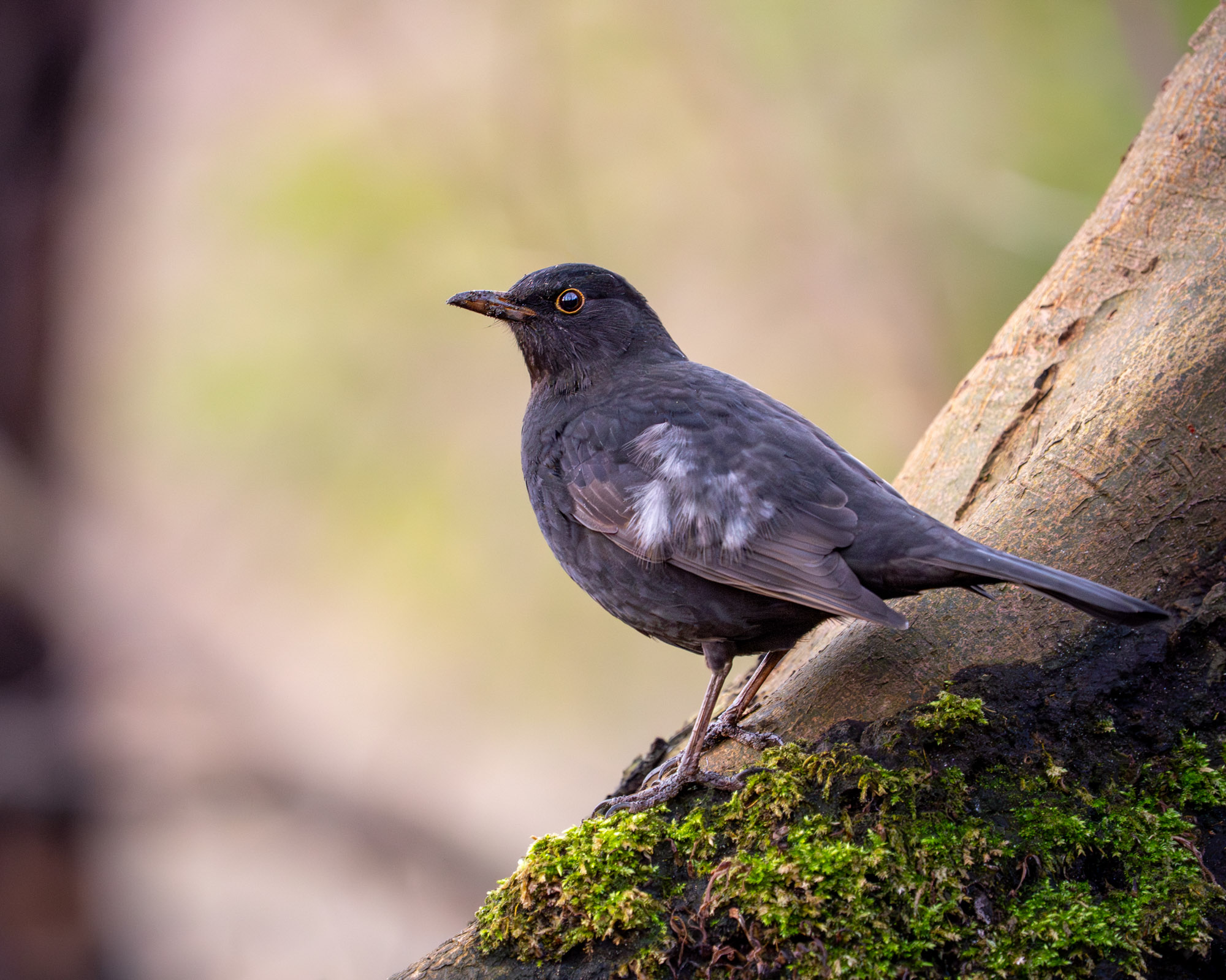 Rustige natuurfoto van een merel op een met mos begroeide tak, vastgelegd met zachte scherpte en een subtiele, natuurlijke achtergrond.