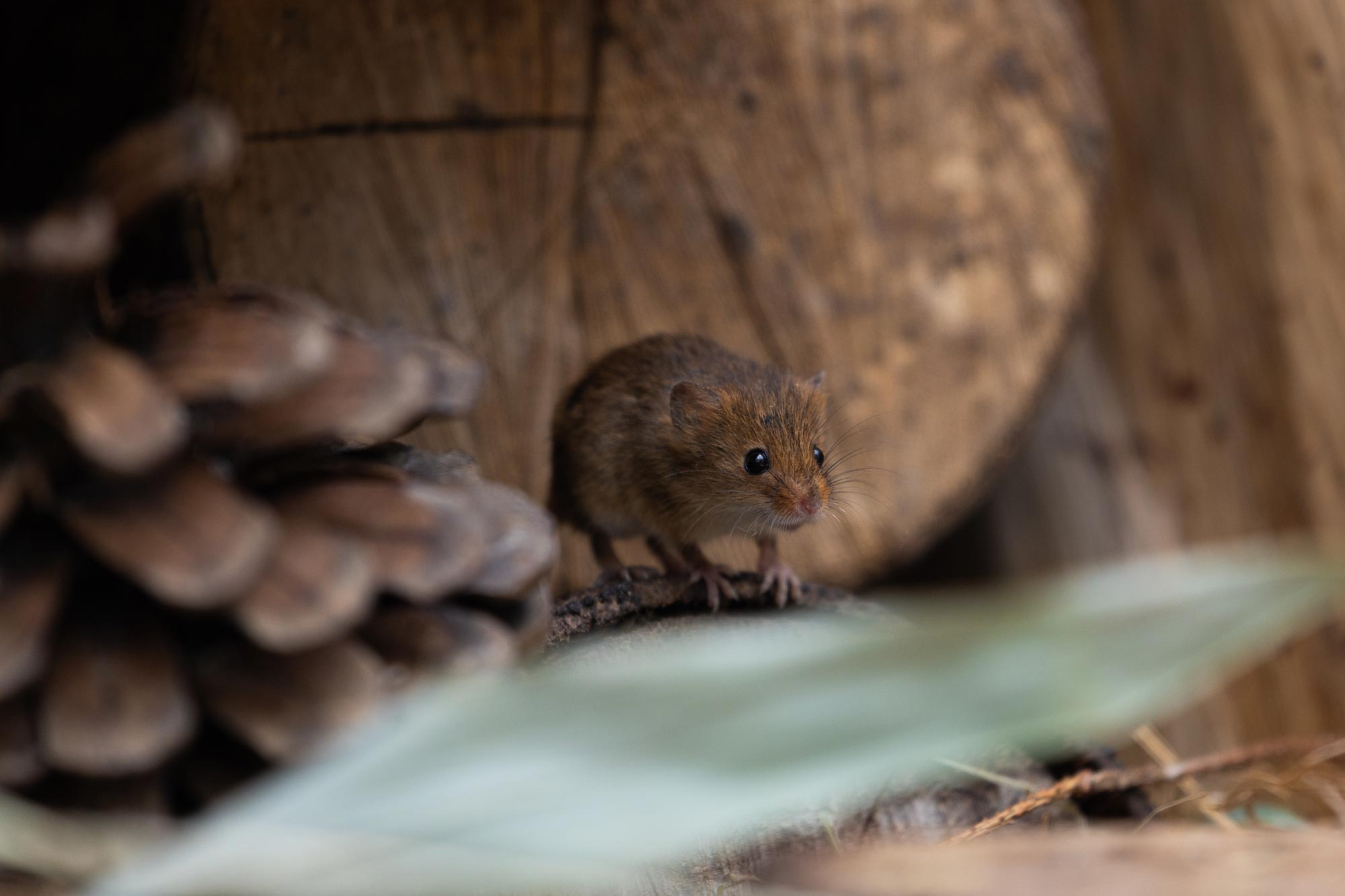 A mouse looks curious, exploring the woodland. The foreground is out of focus, with a pinecone to the left.
