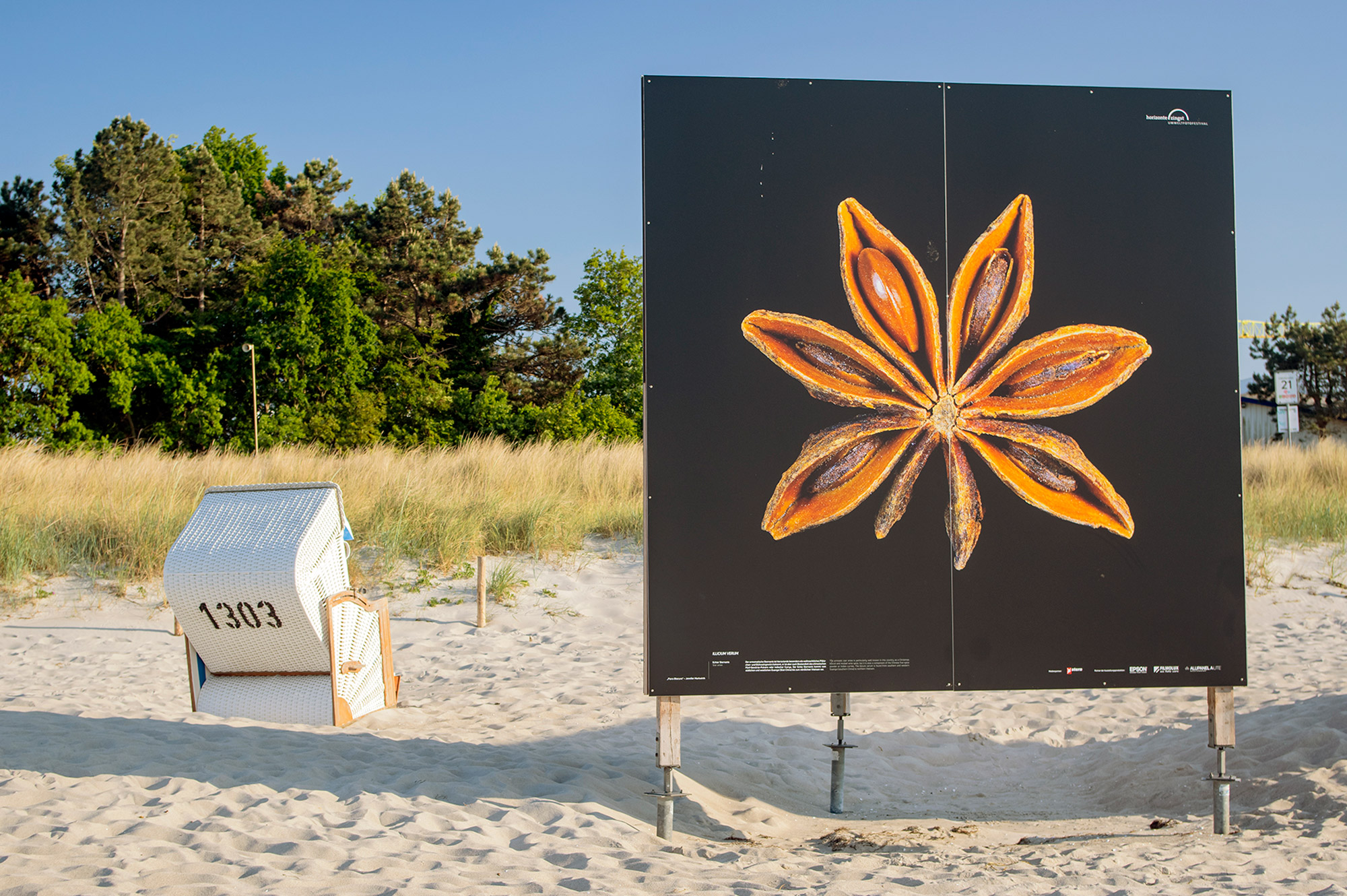 Foto eines Sternanis auf einer großen Leinwand im Rahmen des Fotoprojekts “Flora Obscura” von Jennifer Markwirth, links daneben ein Strandkorb

