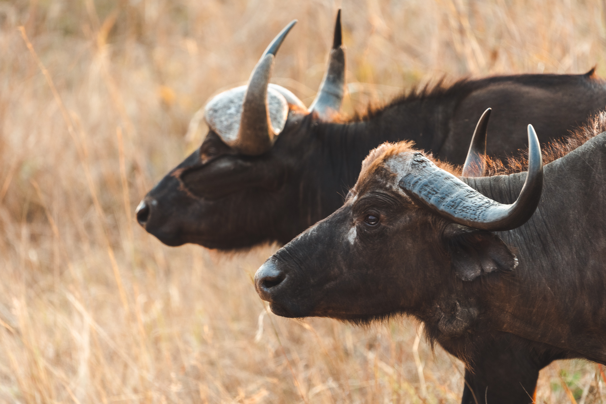 Twee waterbuffels in het Kruger National Park