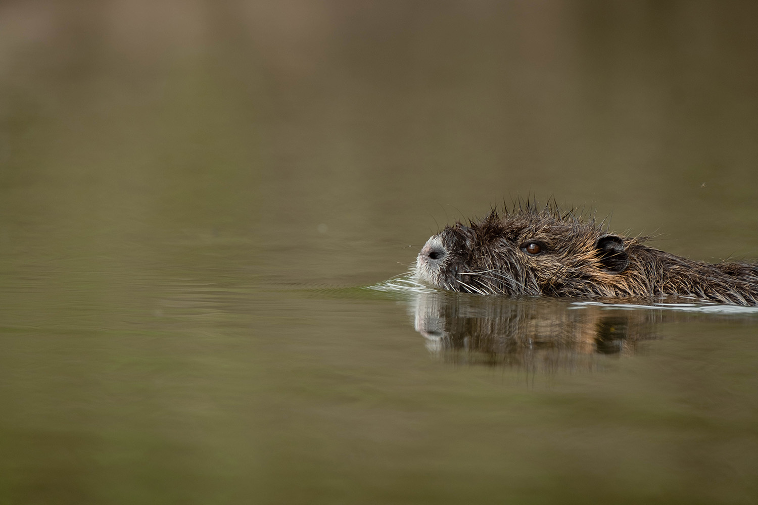  Bild von einer schwimmenden Nutria, von der Seite fotografiert


