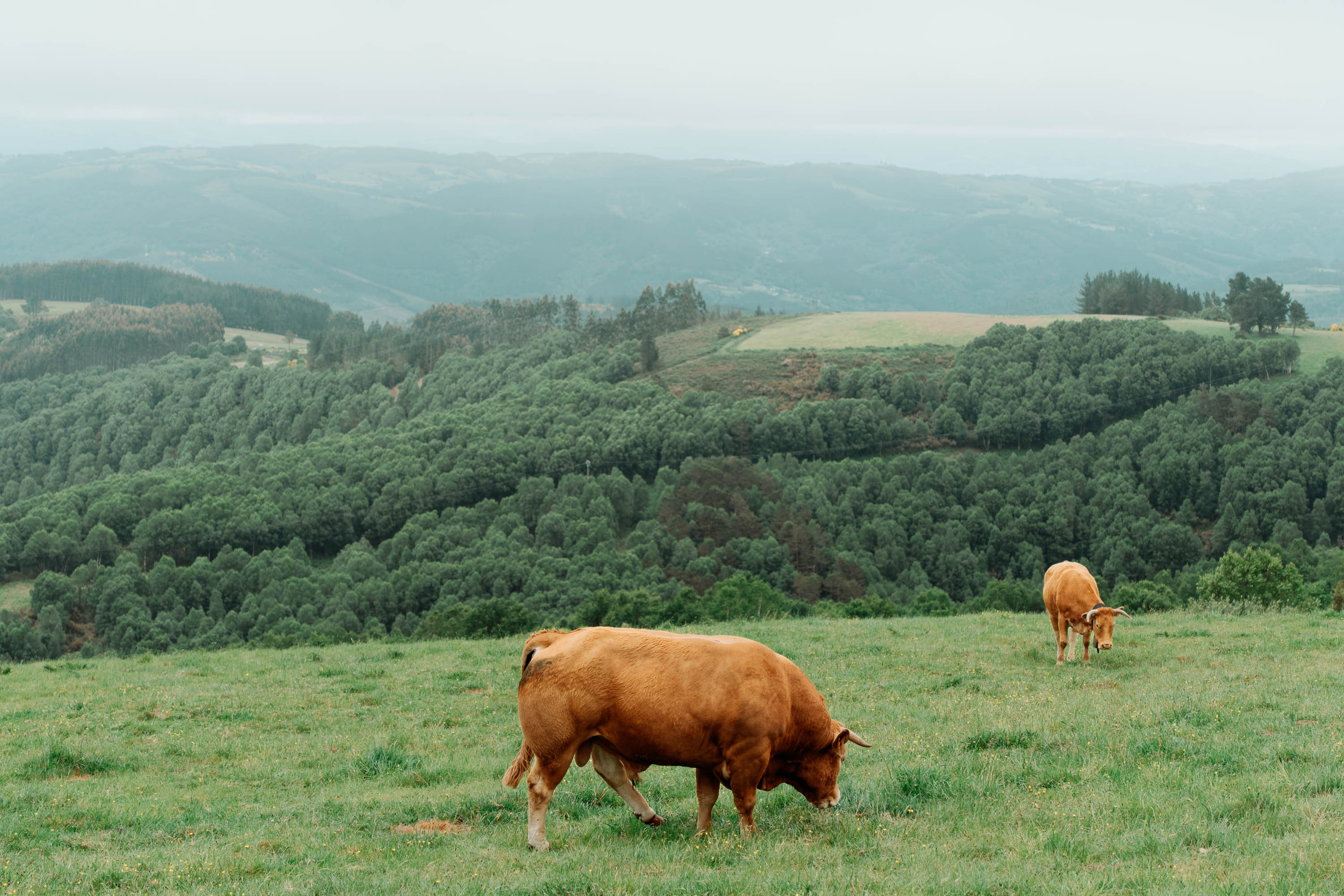 A beefy cow eating grass on a hill in Galicia on the Camino Primitivo. Taken by Connor Redmond on the Sony A7C II. 
