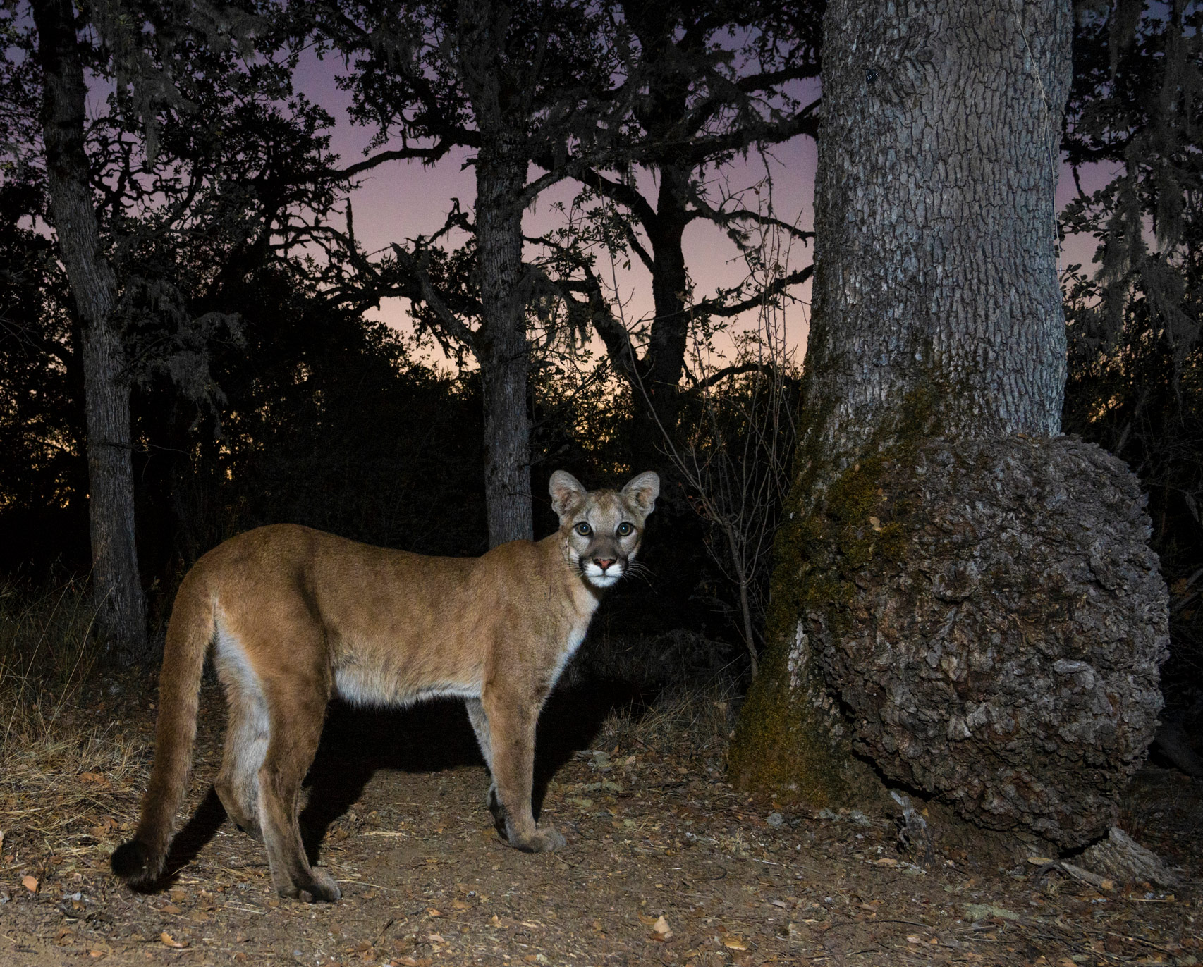 Juvenile mountain lion in front of a camera at sunrise in Carmel Valley, California.

Vishal Subramanyan | Nikon D600 | f/10 | 1/160 | 30mm | ISO 1250