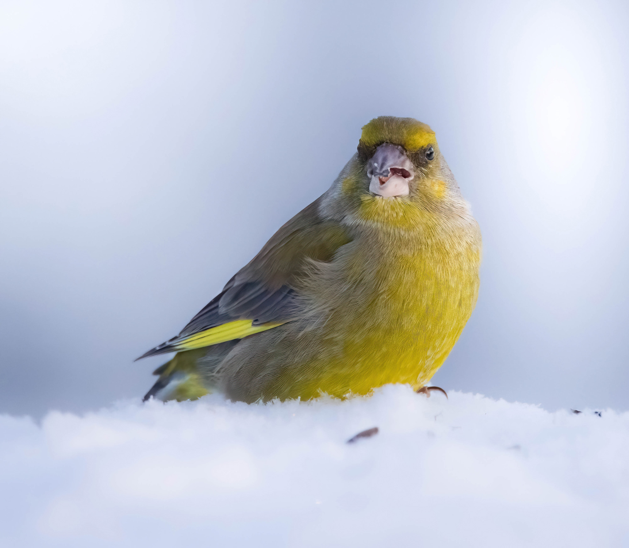 A yellow greenfinch bird standing on snow in northern Sweden, shot by Hannah Stitfall with a Canon EOS R5