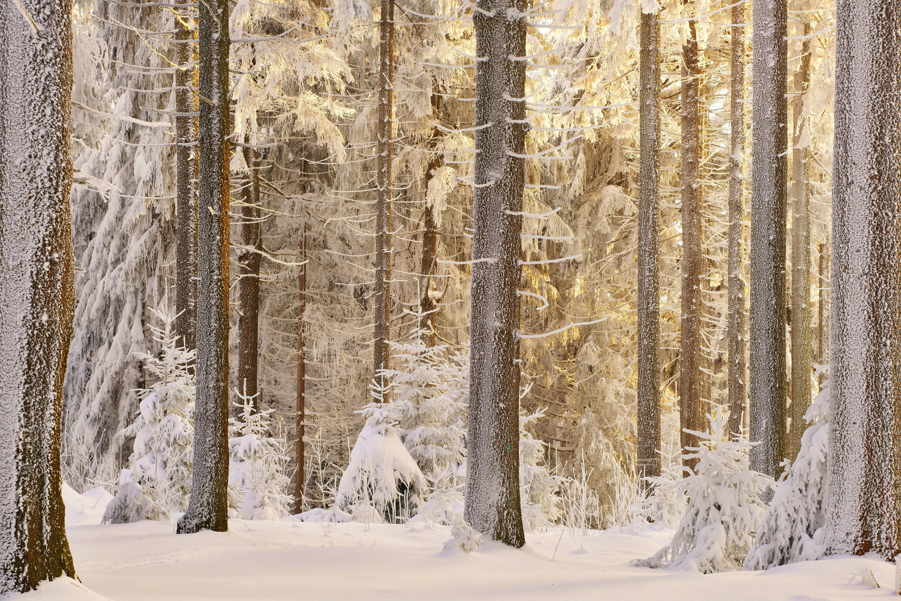 Winterliches Waldfoto bei Oberhof im Thüringer Wald. Die stark verschneiten Stämme der Bäume im Vordergrund heben sich im gedämpften Sonnenlicht, das durch die Kronen fällt, von den schneebedeckten Wipfeln im Hintergrund ab. Aufgenommen von Kilian Schönberger mit einer Sony Alpha 7R II.