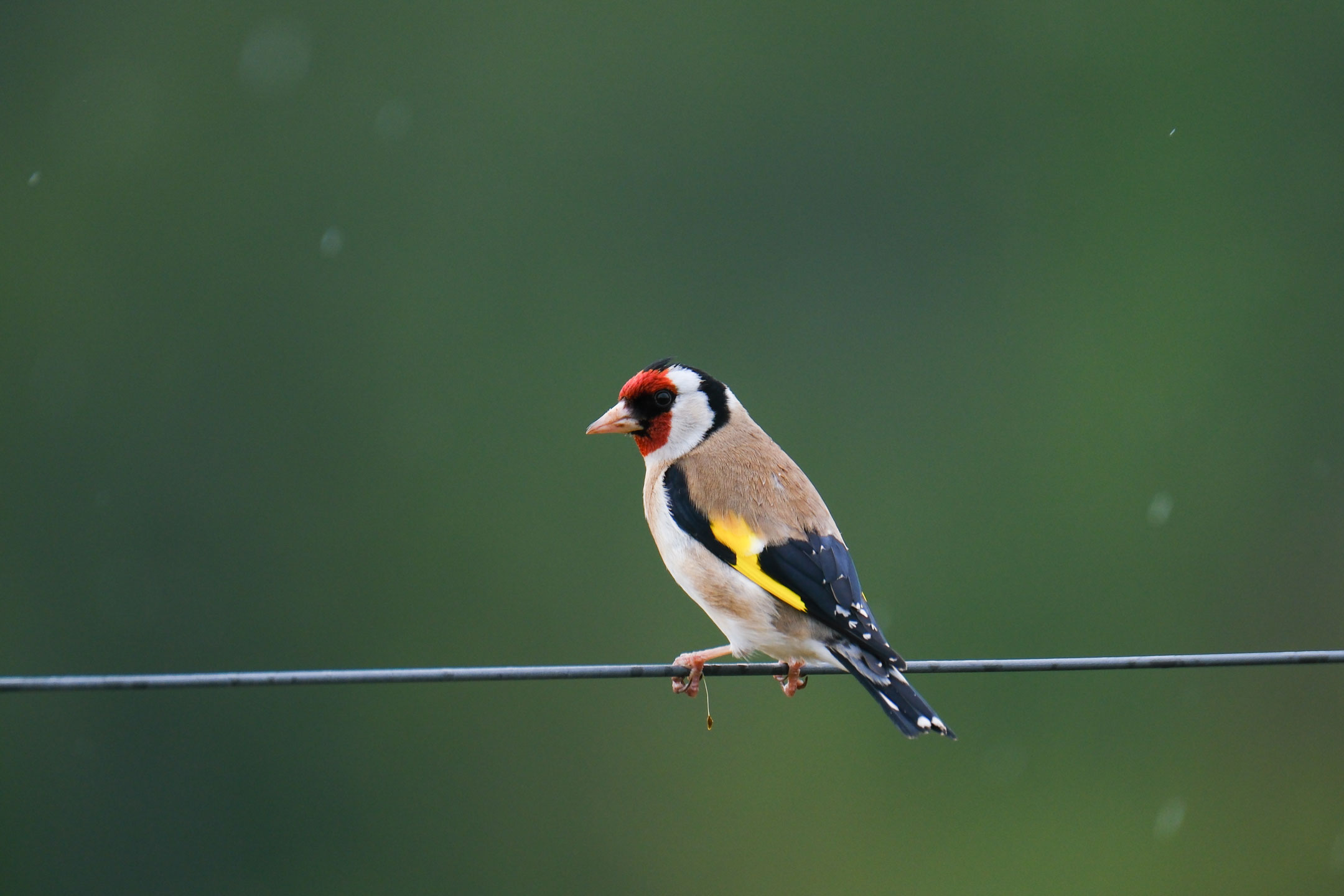 A photo of a Goldfinch standing on a wire, by Amy Moore with a Fujifilm X-T50