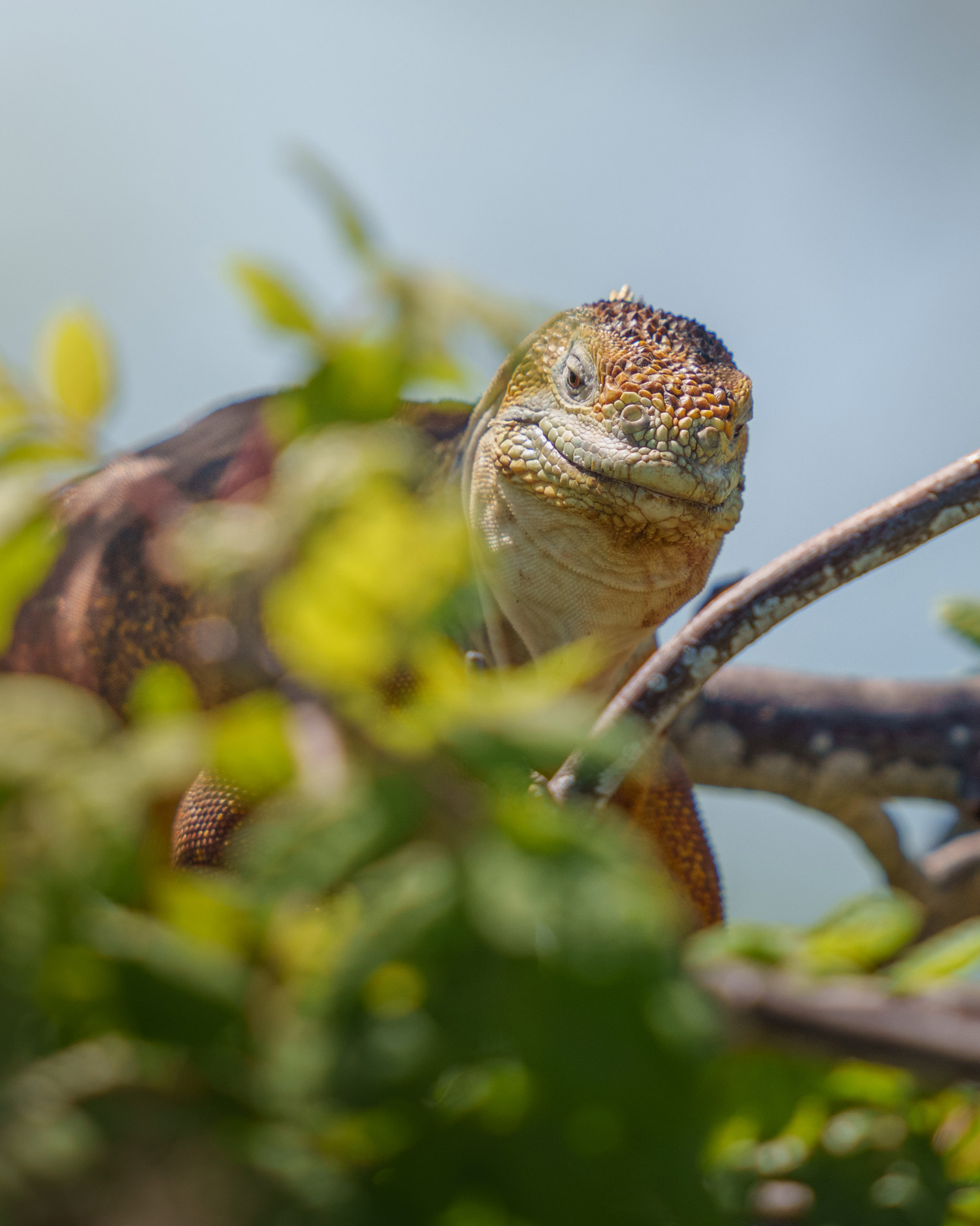 An Iguana in a tree on the The Galápagos Islands, with Sony A1 and Sony FE 400mm f/2.8 GM OSS