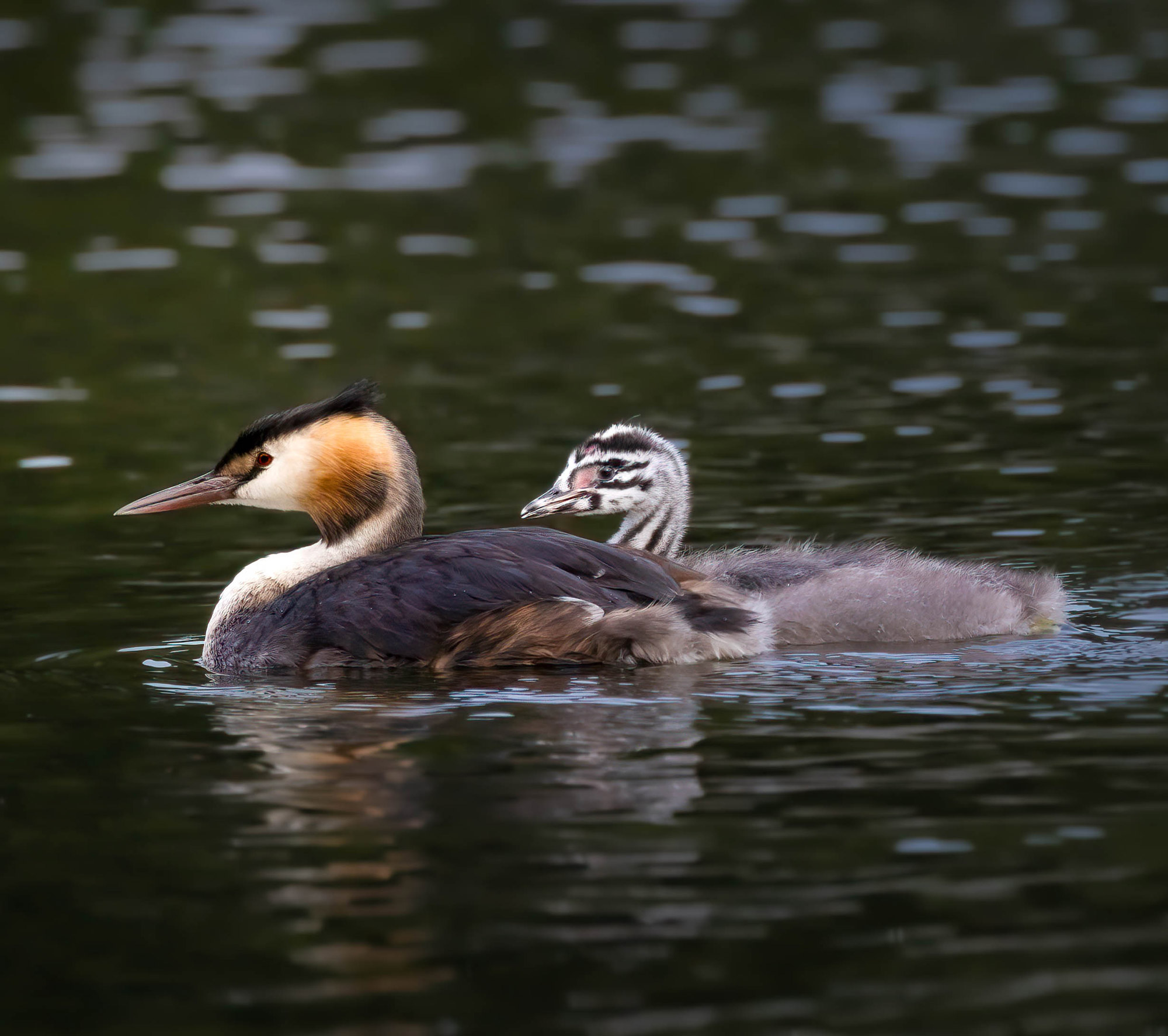 A great crested grebe chick swims behind a great crested grebe.