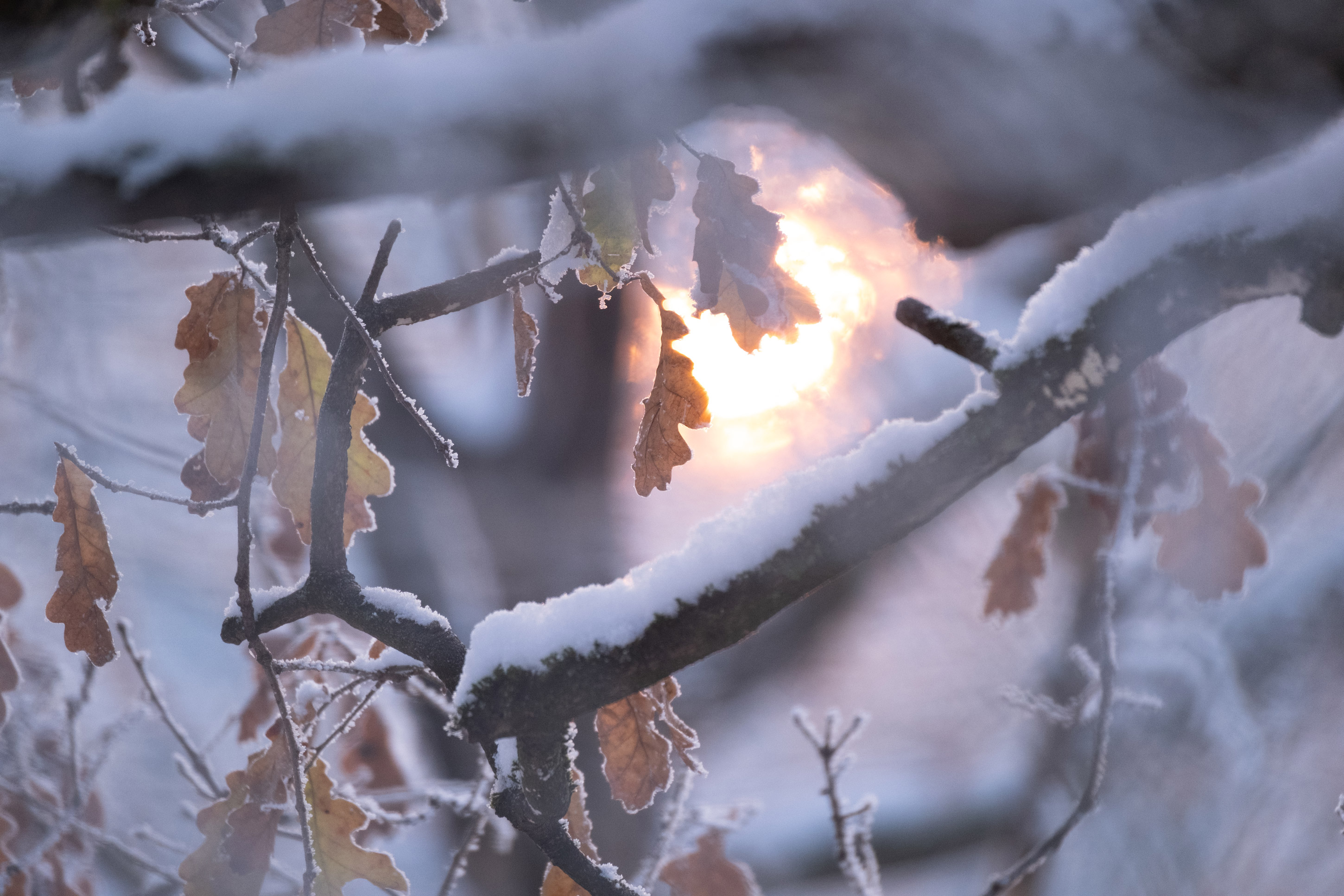 Close-up of snow-covered branches, sunlight in the background, shot by Vivienne Arnold with a Fujifilm X-H2S.