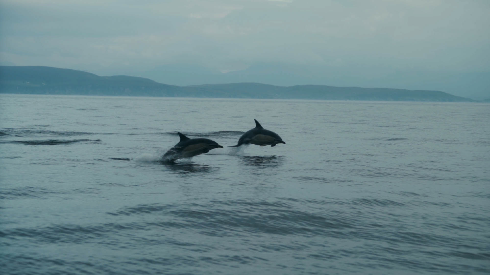 A pair of dolphins jumping over the water in the sea in Scotland, a still taken from the short film Truluck by Matt Cannon and Jake Smallwood