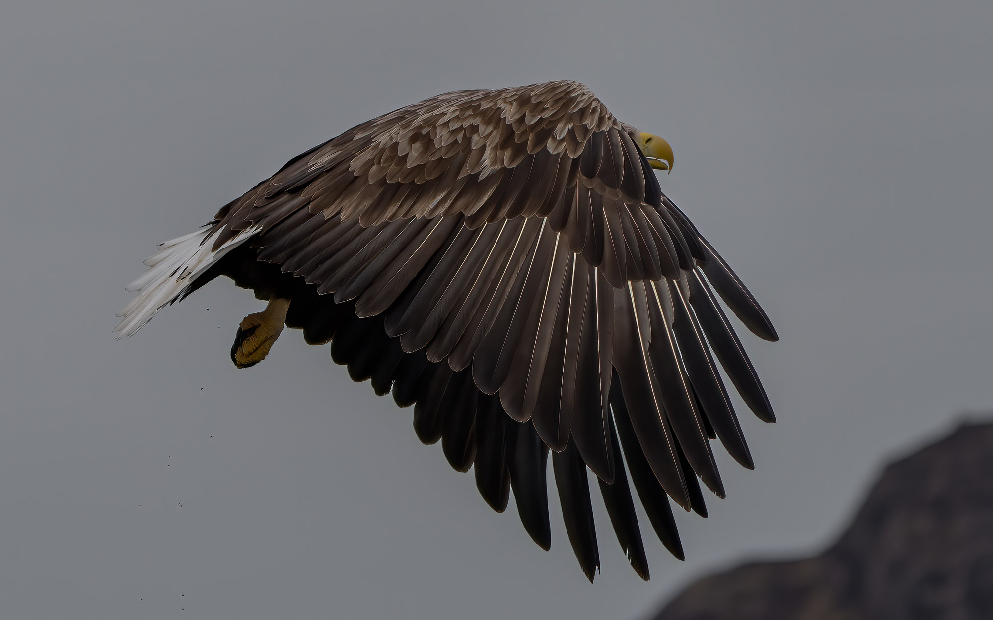 A flying White Tailed Eagle captured by Jason Fenton using the Sony A1 and Sony FE 200-600mm f/5.6-6.3 G OSS.