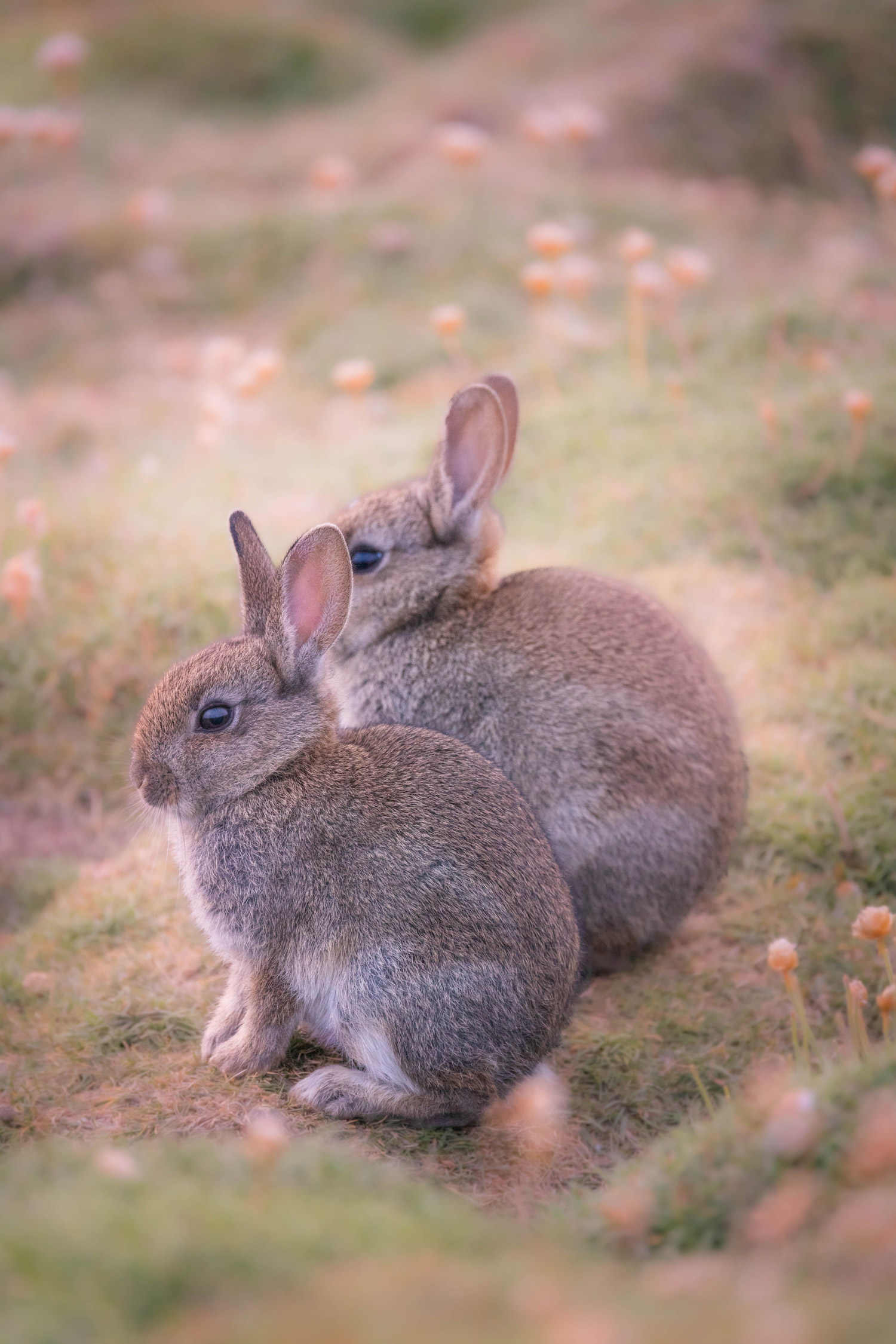 Two rabbits in a field