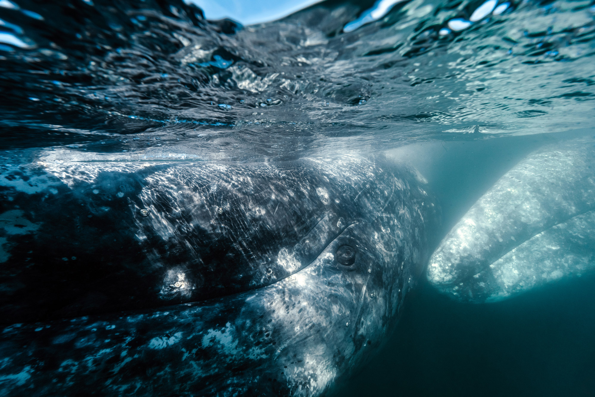 Deux baleines, photo par Kaushiik Subramaniam prise avec un Sony A7R III.