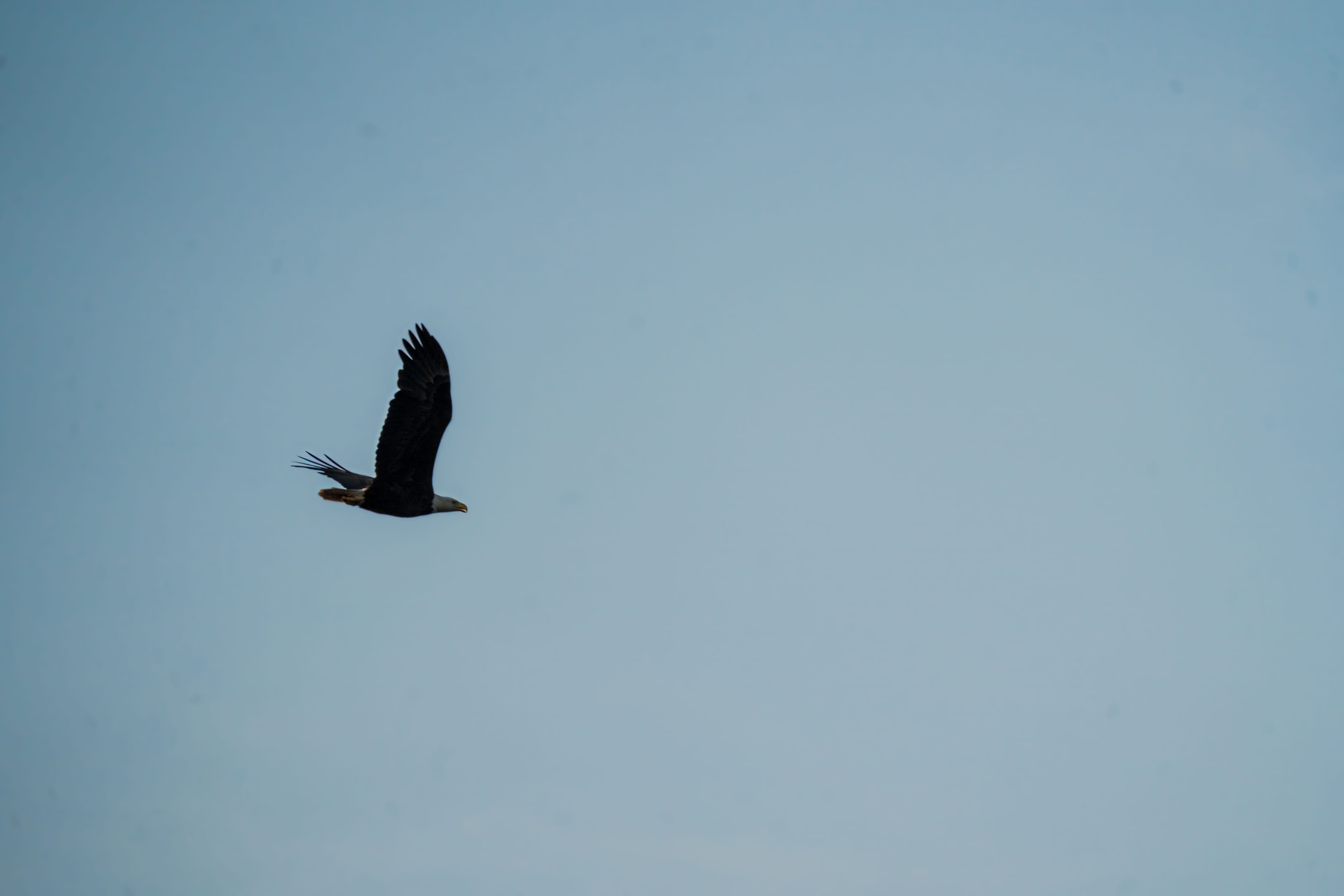 Photographing bald eagles with Matthew Weathersby | MPB