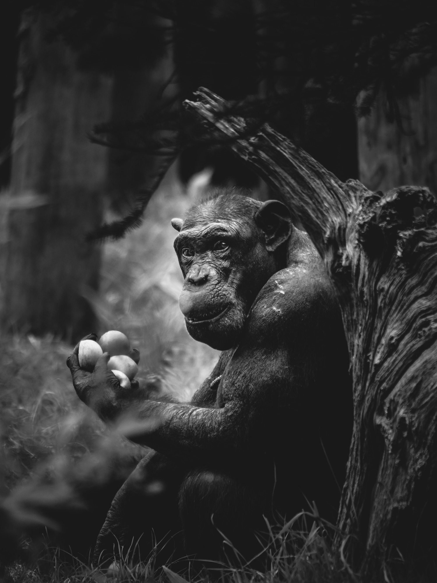 A black and white image of a chimpanzee holding some fruit, shot by Emily Lowrey with the Panasonic Lumix DC-GH5