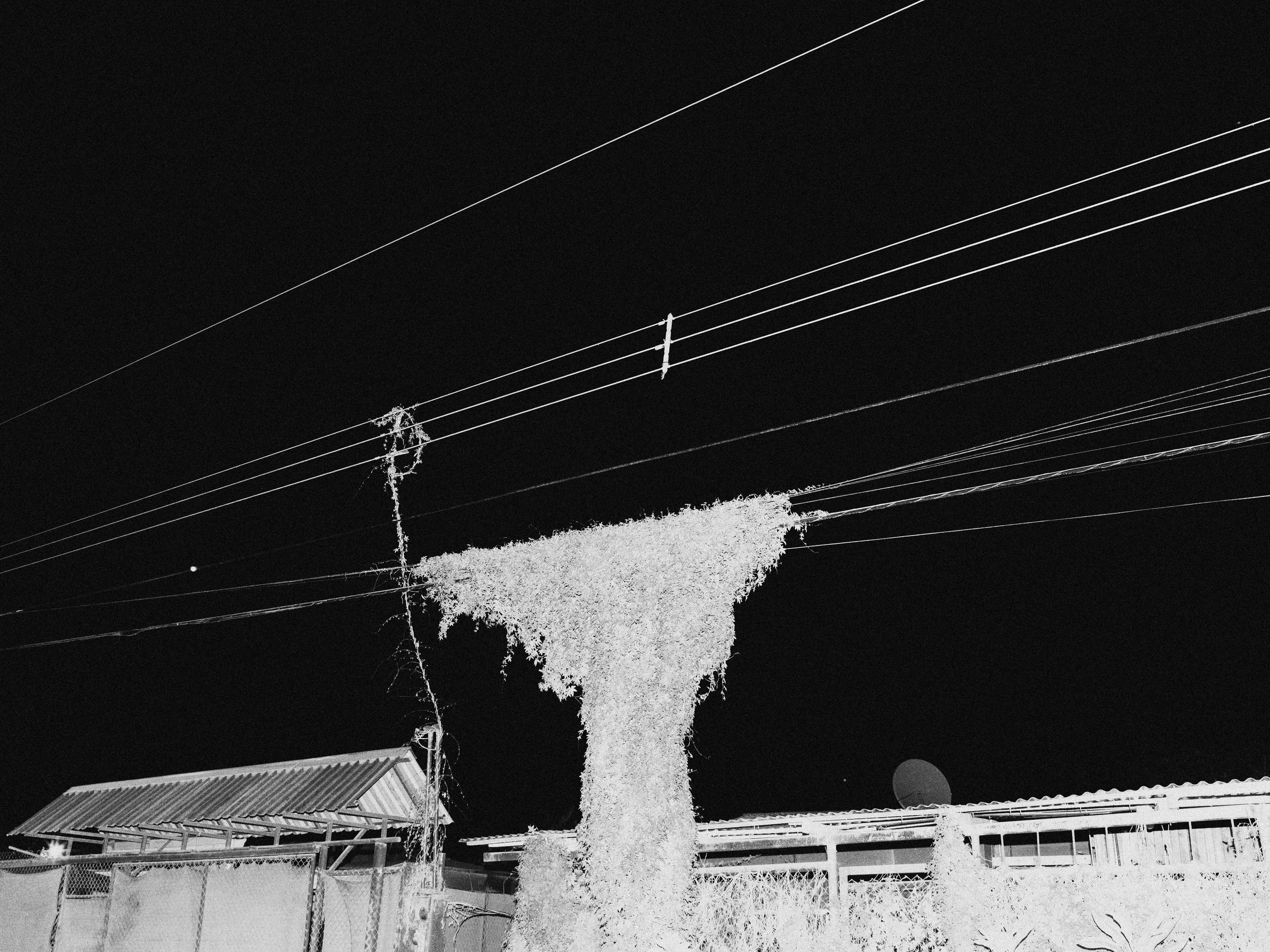 Image en noir et blanc de fils téléphoniques envahis par la végétation, prise par Ian Howorth avec un appareil photo moyen format Hasselblad X1D II