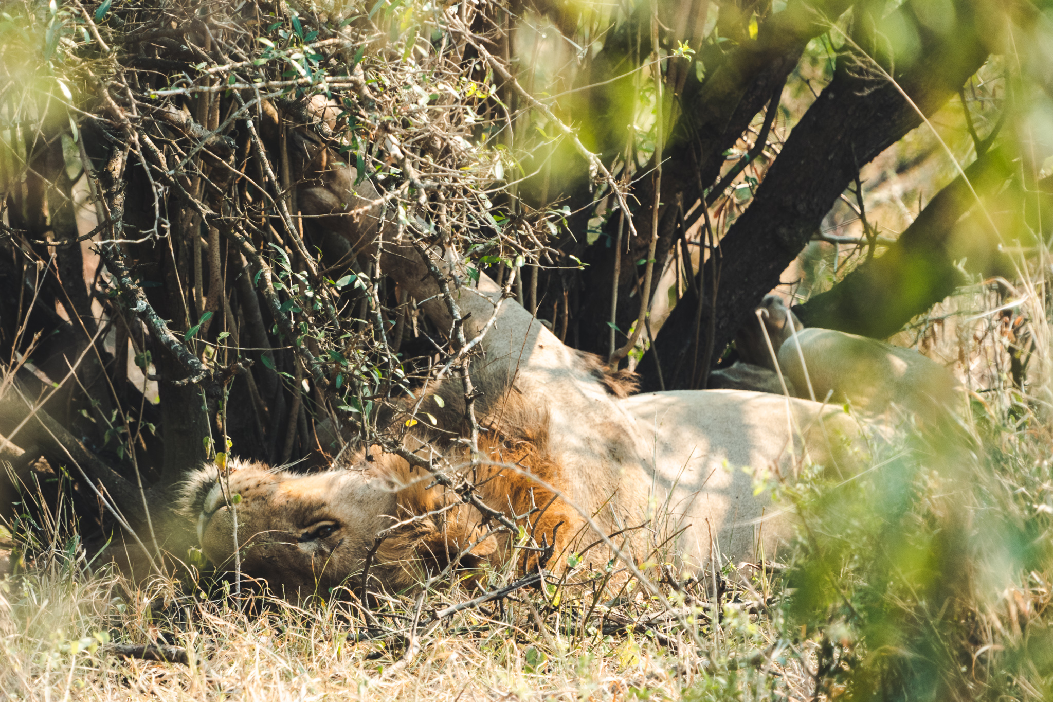 Leeuw onder een boom in het Kruger National Park