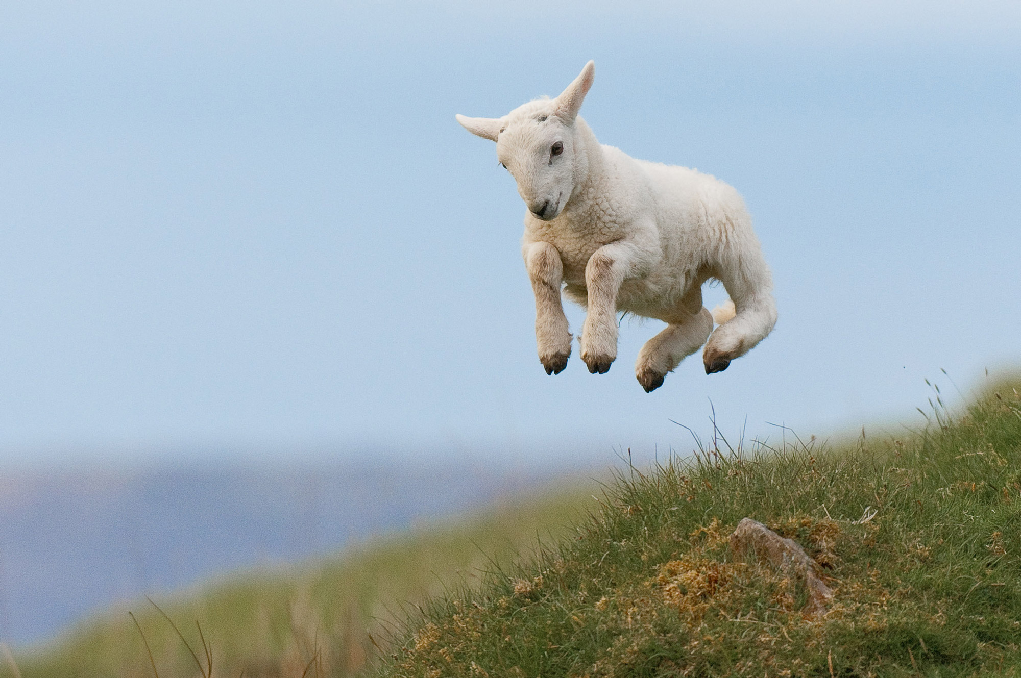 A lamb jumps on the side of a hill, shot with a Nikon D2X by Richard Peters
