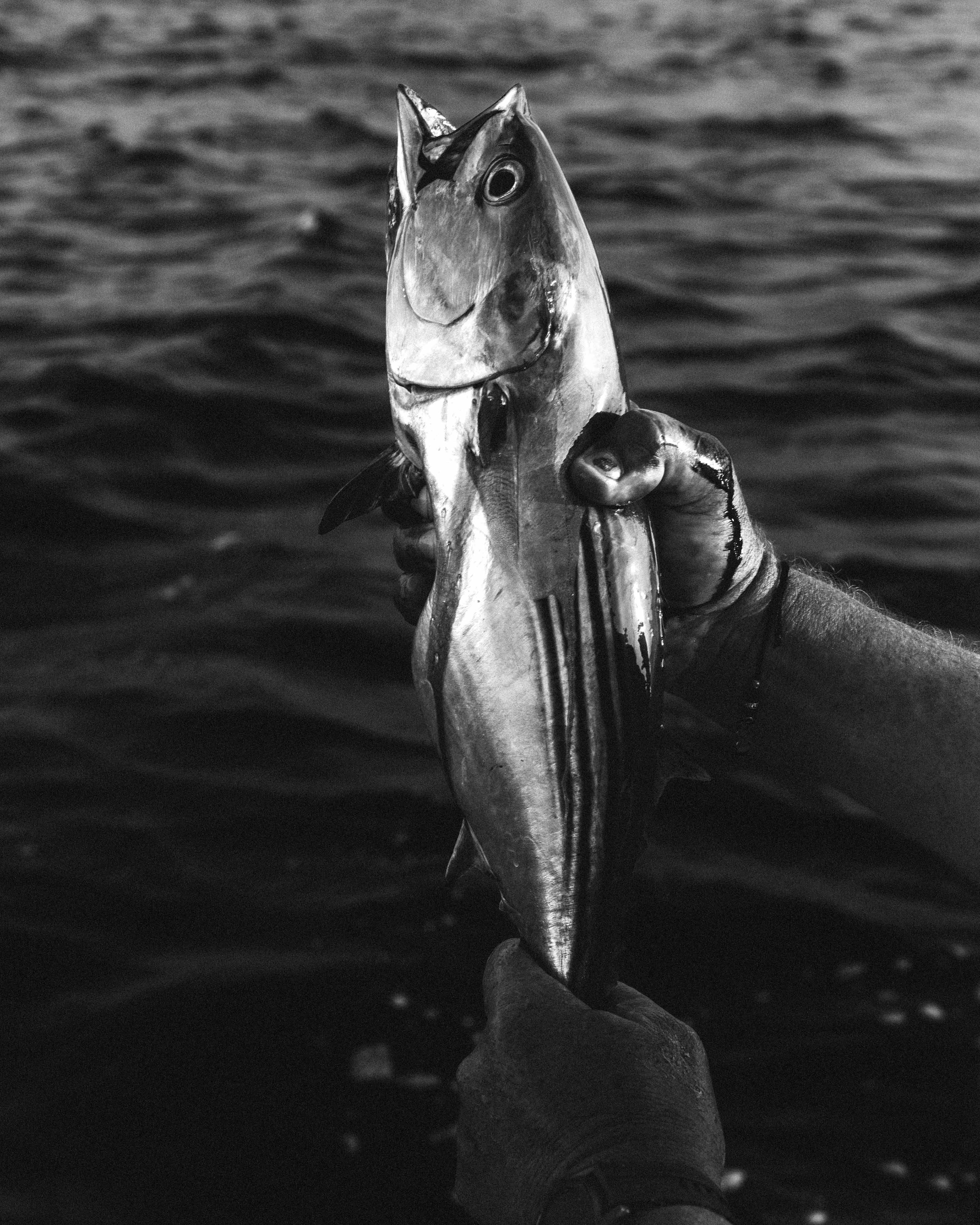 Zwart-wit foto van een vers gevangen vis in de hand, gefotografeerd door Ian Howorth met een Hasselblad X1D II middenformaat camera.