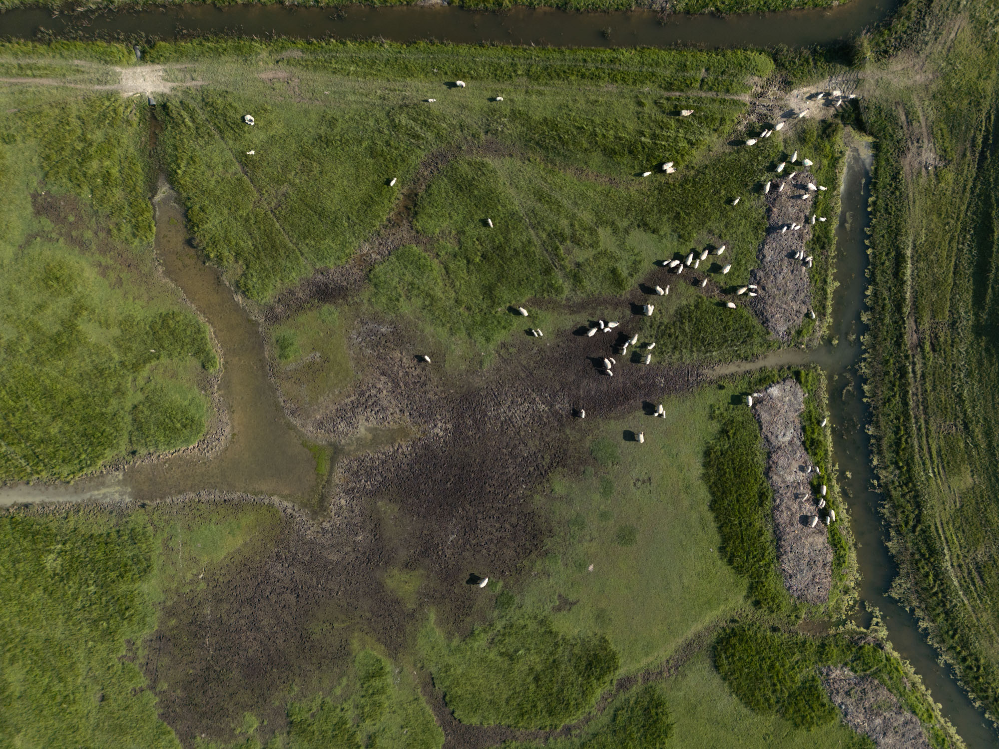 Senkrechte Drohnenaufnahme einer Schafherde auf einer grünen, von schmalen Wasserläufen durchzogenen Weide. Aufgenommen von Adam Makkai mit einer DJI Mini 3 Pro.