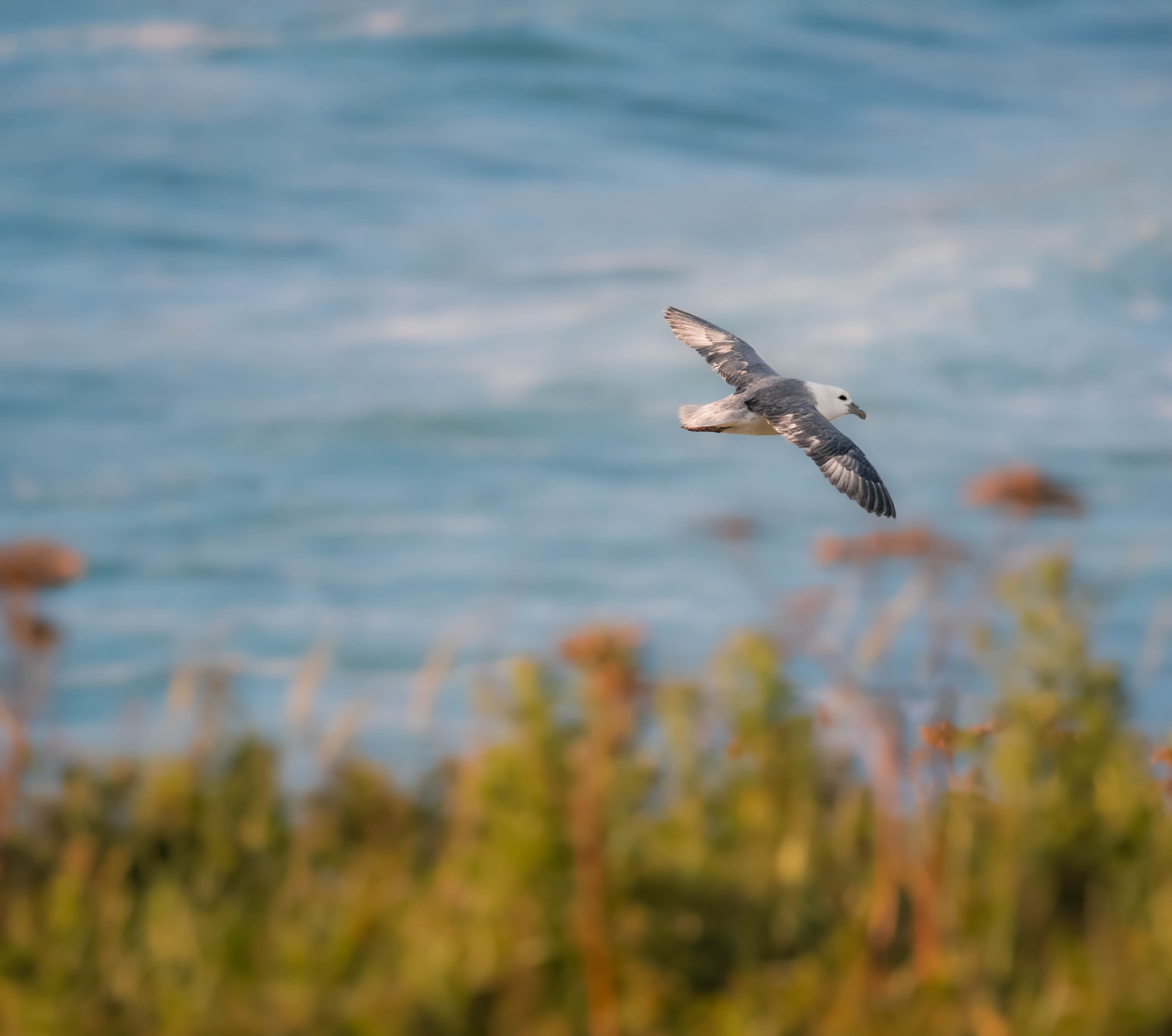 A fulmar bird in flight out at sea with greenery in the forefront. Photo by Hannah Stitfall with a Canon EOS R5.