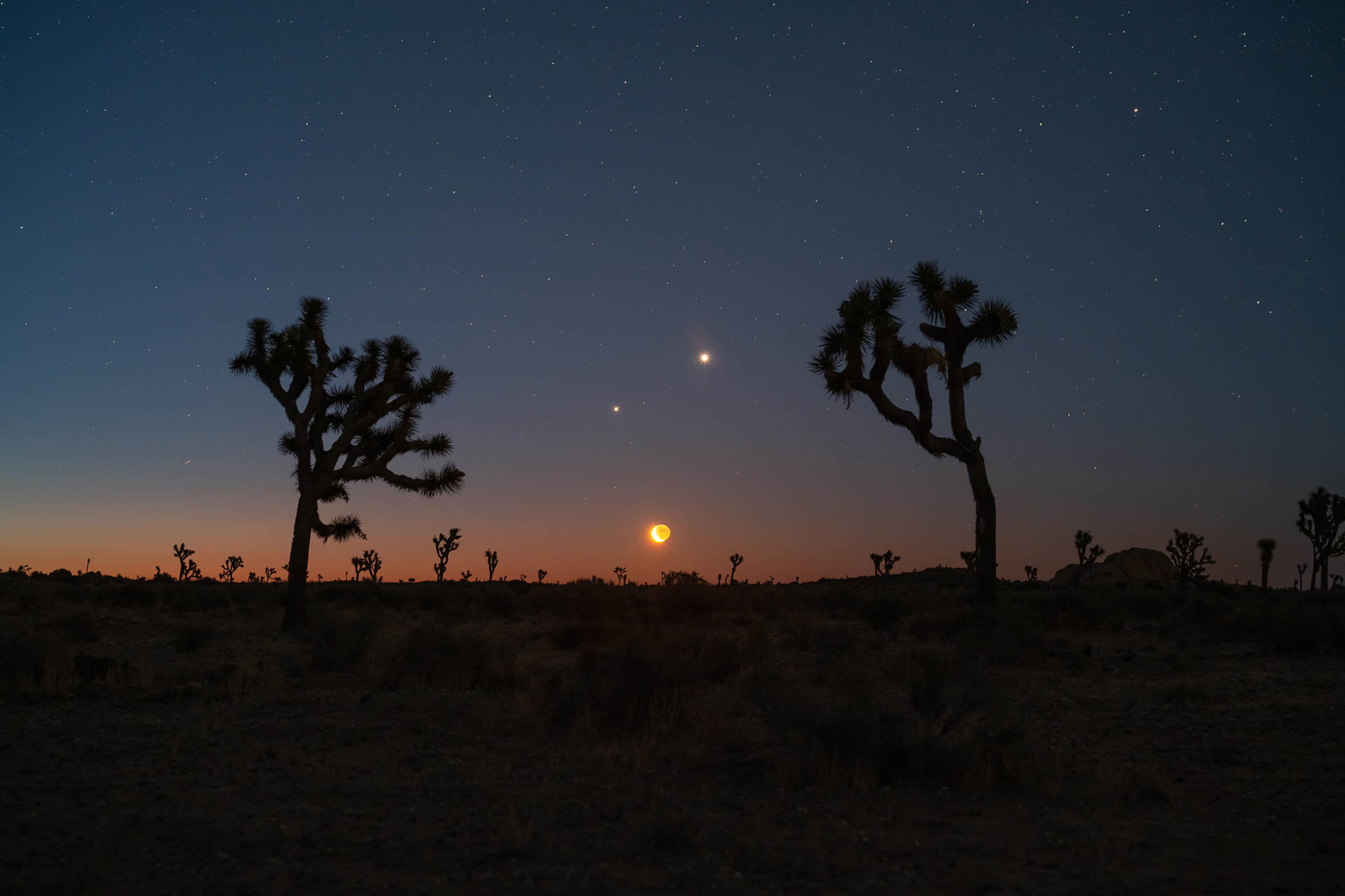 Two silhouettes of trees with Moon, Jupiter and Venus in the sky, shot with Sony FE 50mm f/1.4 ZA Zeiss Planar T*