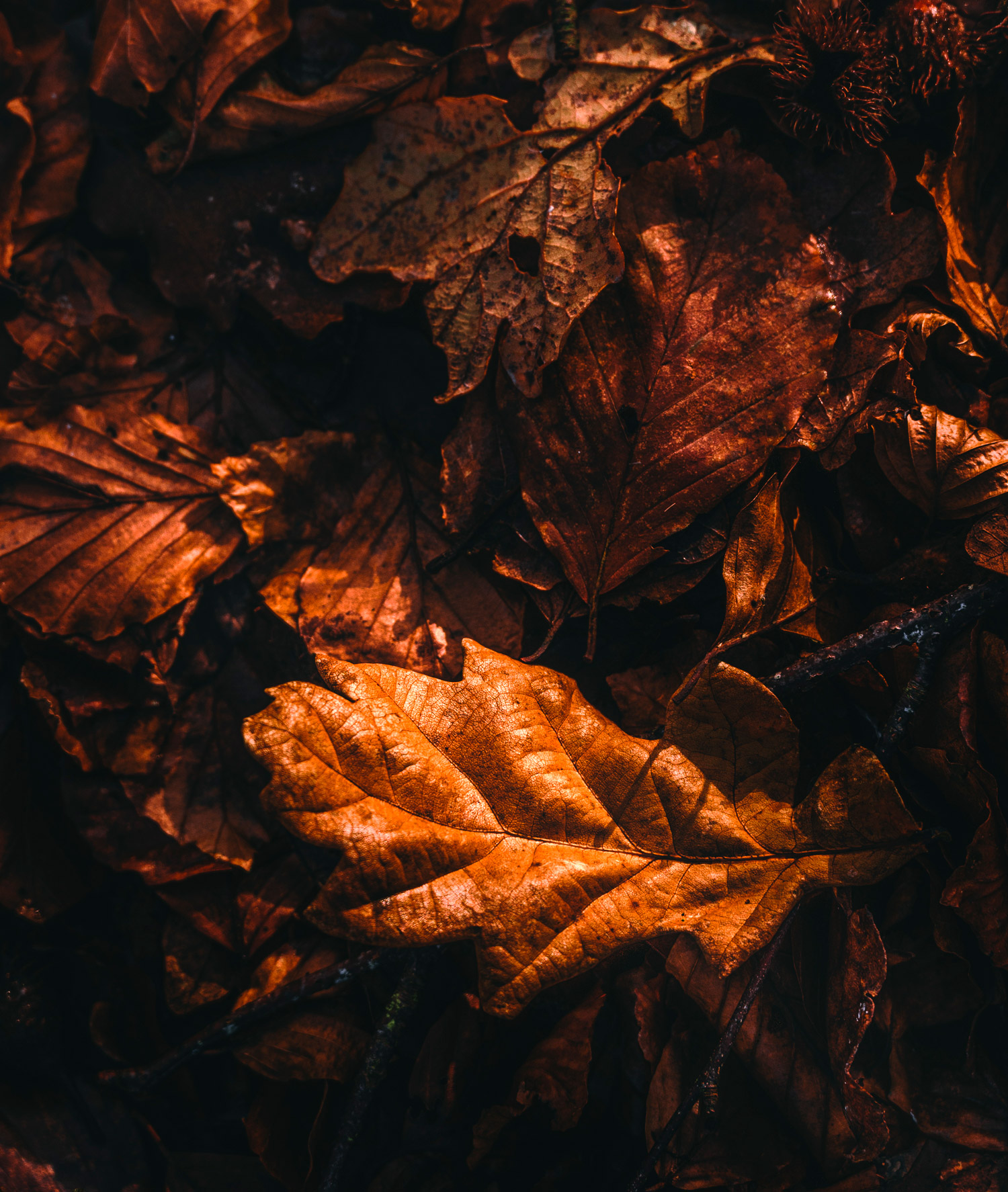 Gros plan sur des feuilles orange et brunes au sol, photographié par Scott Jessiman avec un Nikon Z6 II