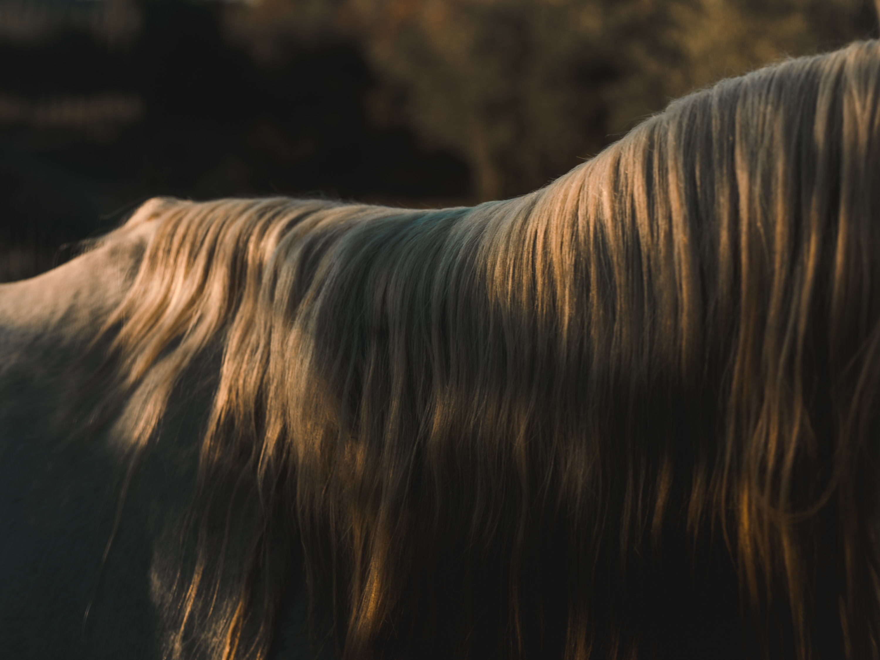 A shot of a horses’ mane, shot on Phase One P45 Plus by Ian Howorth