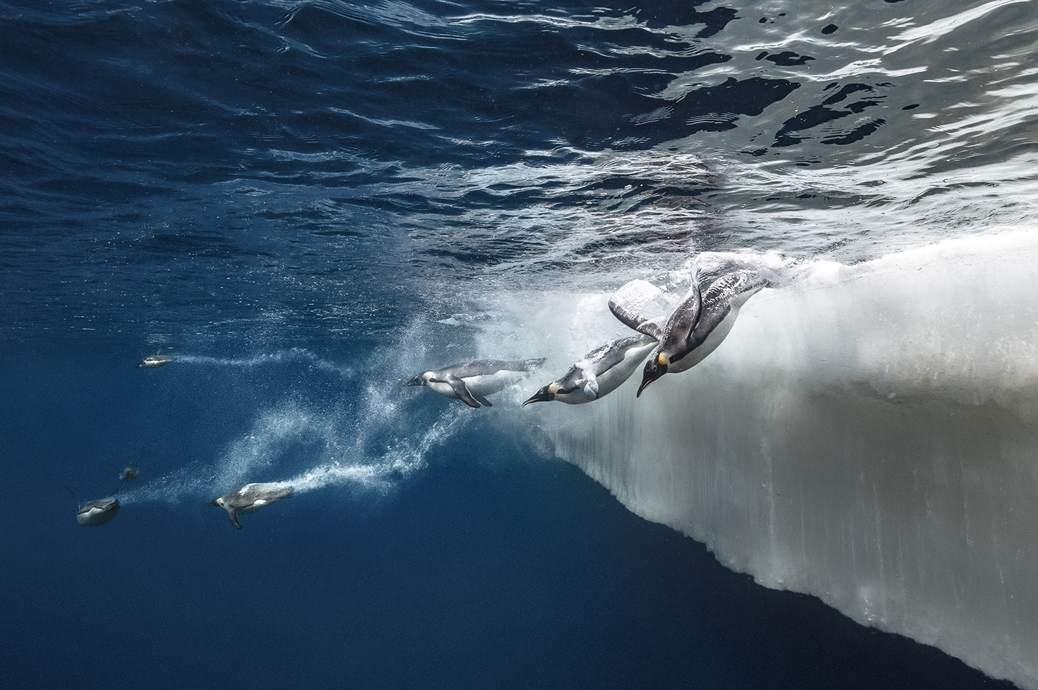 MPB meets: Laurent Ballesta, Underwater Photographer | MPB