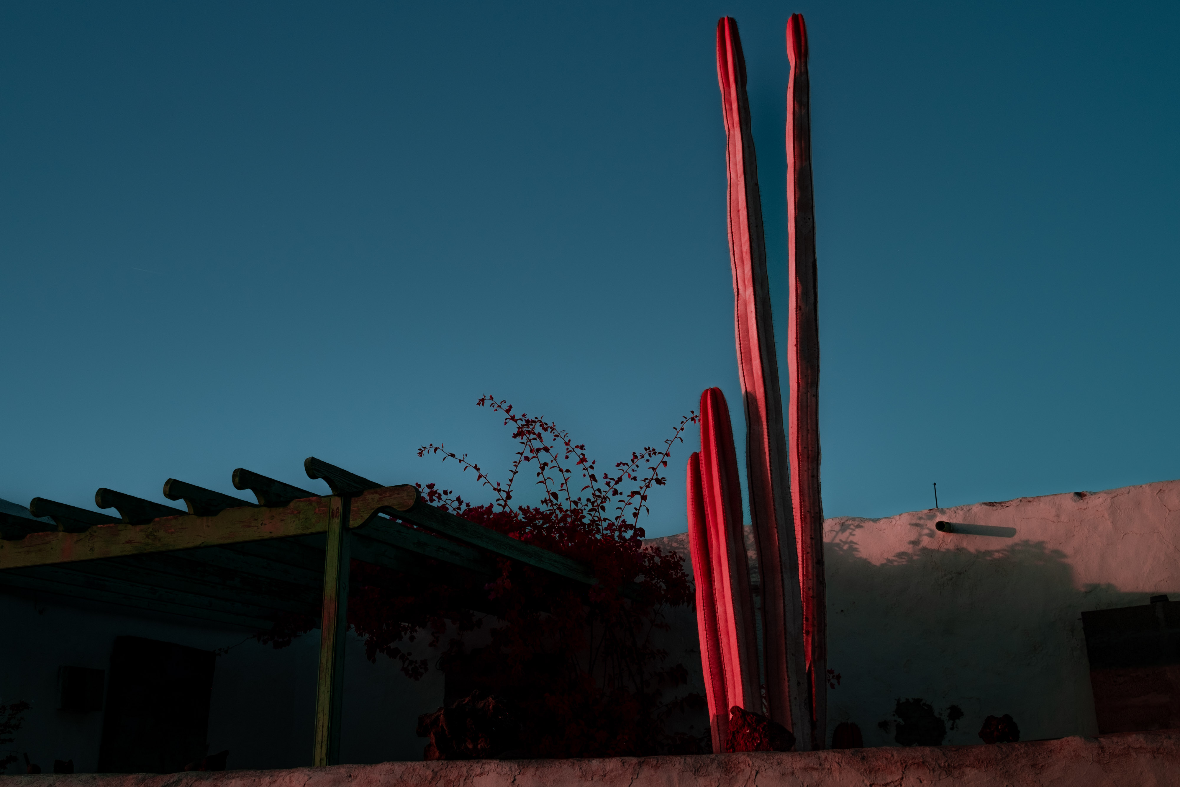 An infrared photo a tall cactus growing next to a wall in Lanzarote, shot by Ian Howorth with an IR-Converted Fujifilm X-T1