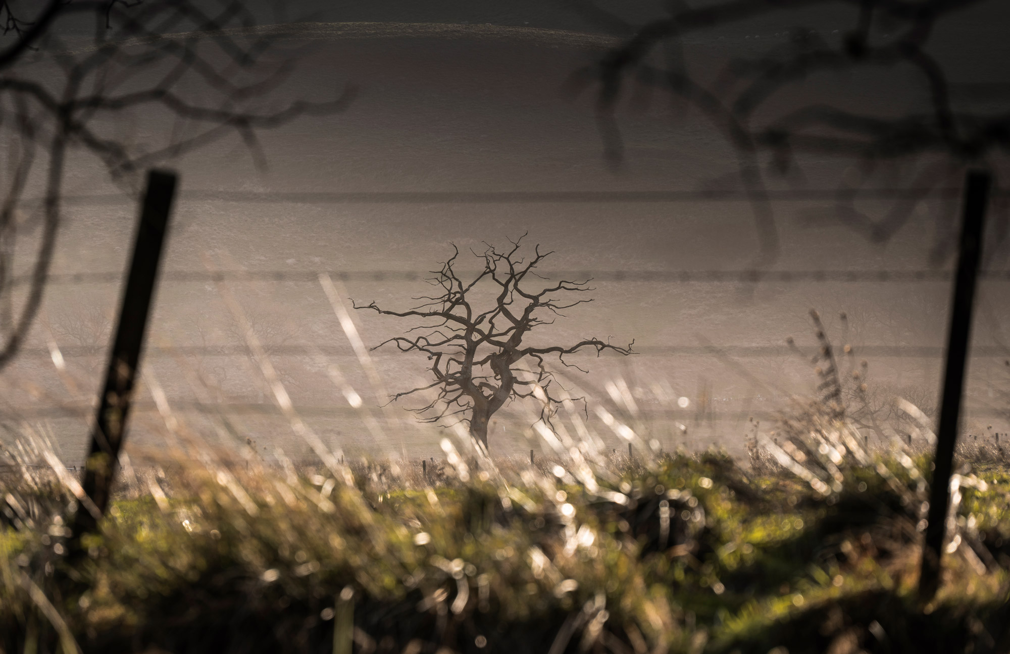 Un arbre mis au point derrière une clôture, avec des arbres non mis au point au premier plan. Photographie par Scott Jessiman avec un Nikon Z6 II