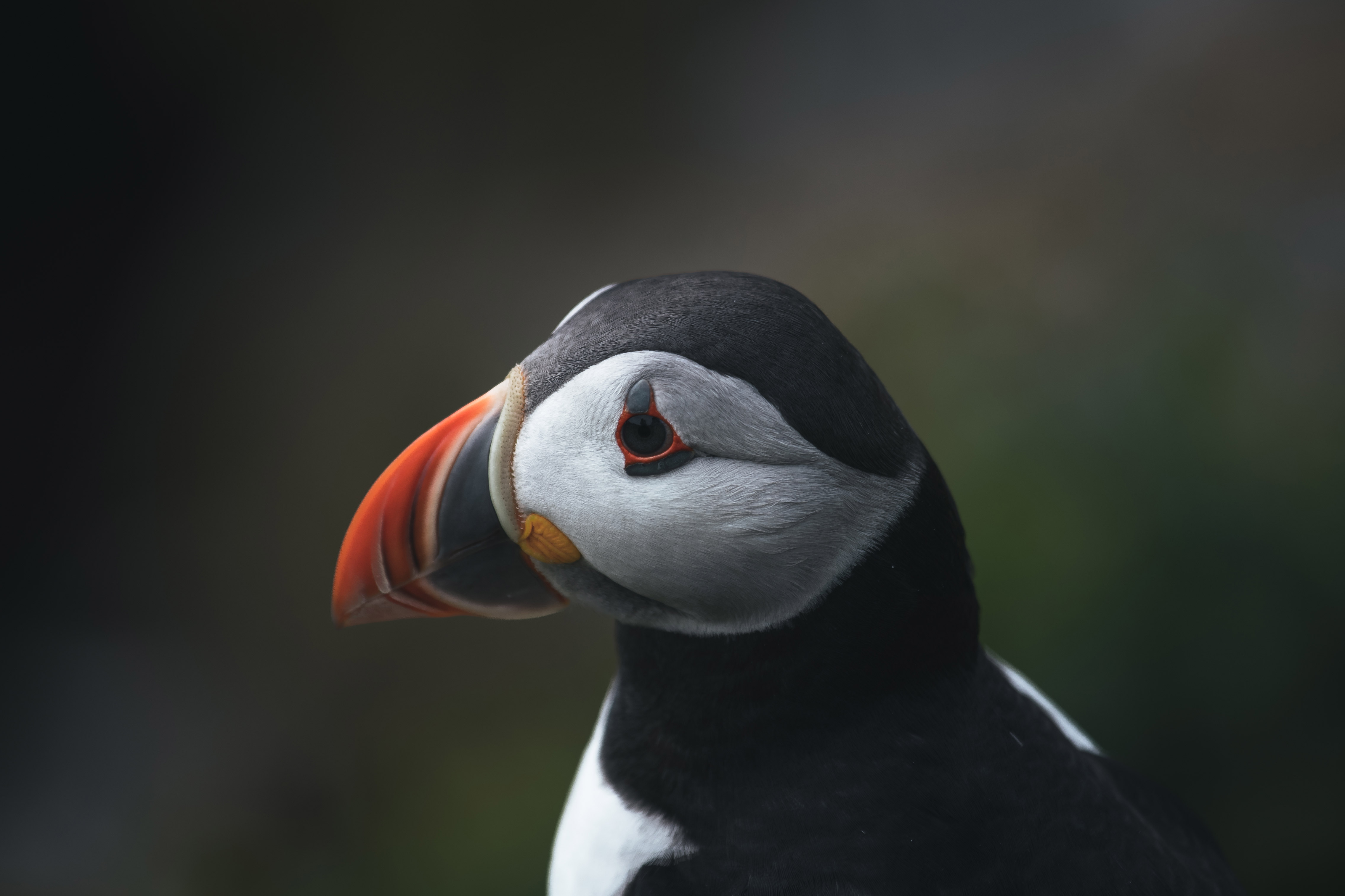 A close-up of the side of a puffin’s head against an out-of-focus background, by Jonas Hanspach