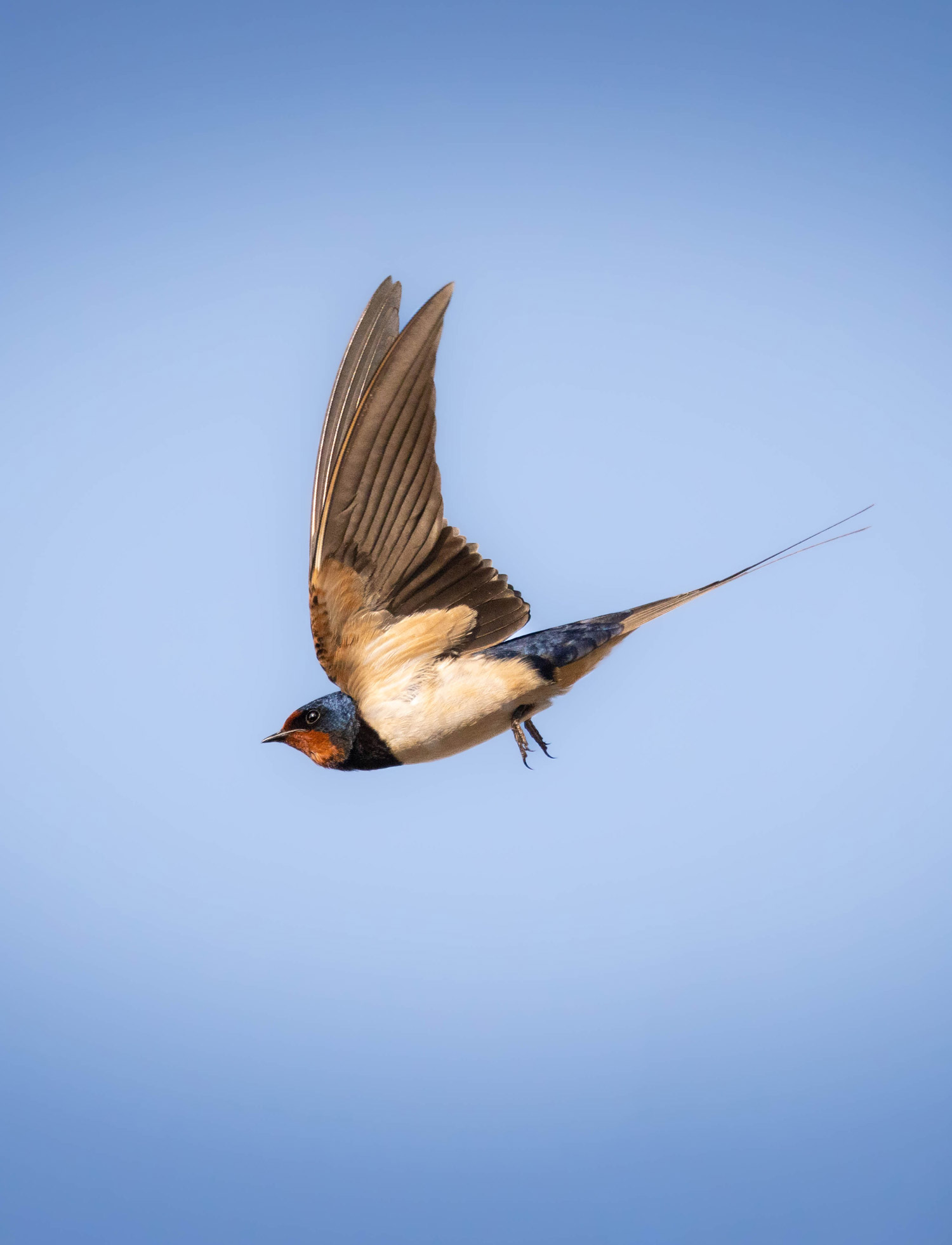 A swallow flying