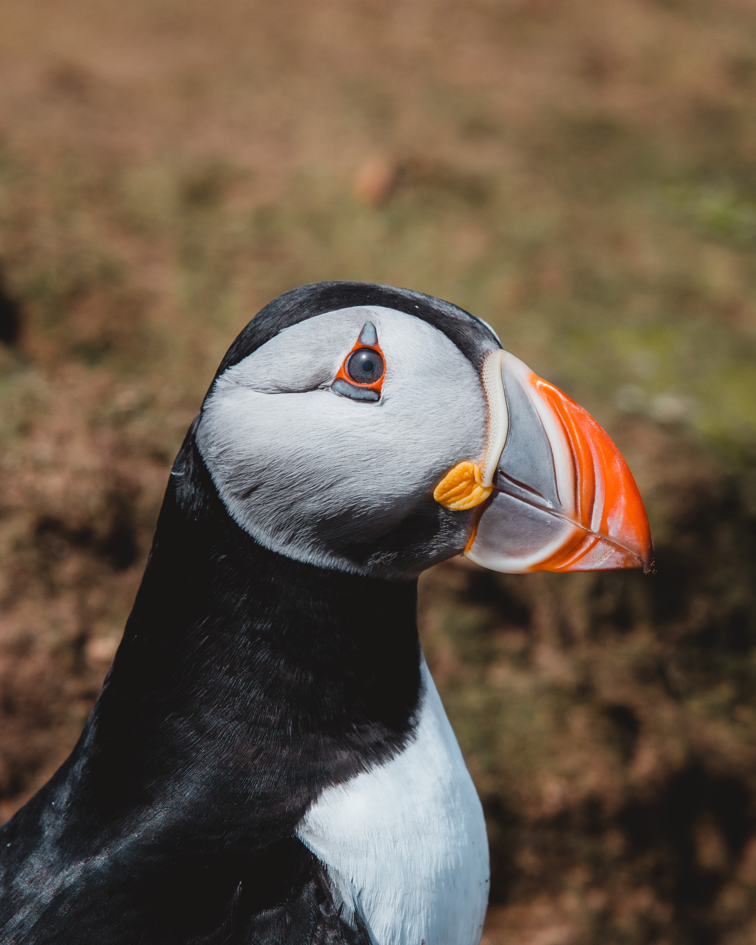 Een zijprofiel van het gezicht van een papegaaiduiker, gefotografeerd op Skomer Island door Brock Jeffrey met de Canon EOS 5D Mark IV.