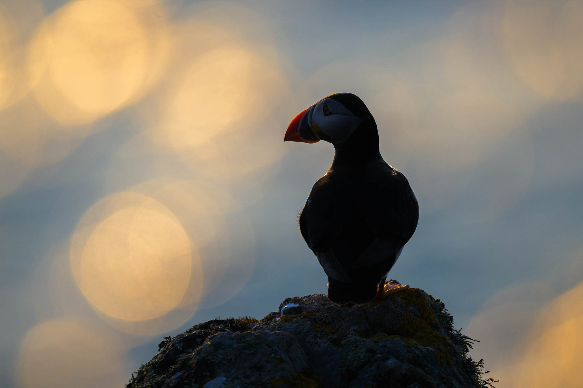 A silhouette of a puffin standing on a rock, shot by Richard Peters with the Nikon Z9.