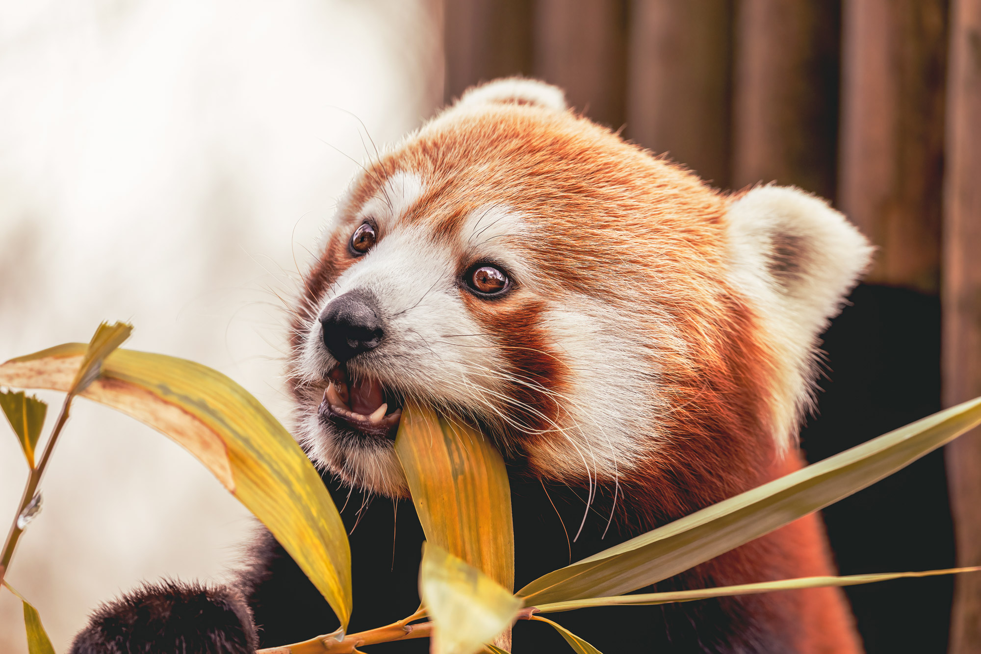 Ein roter Panda kaut auf einem Blatt