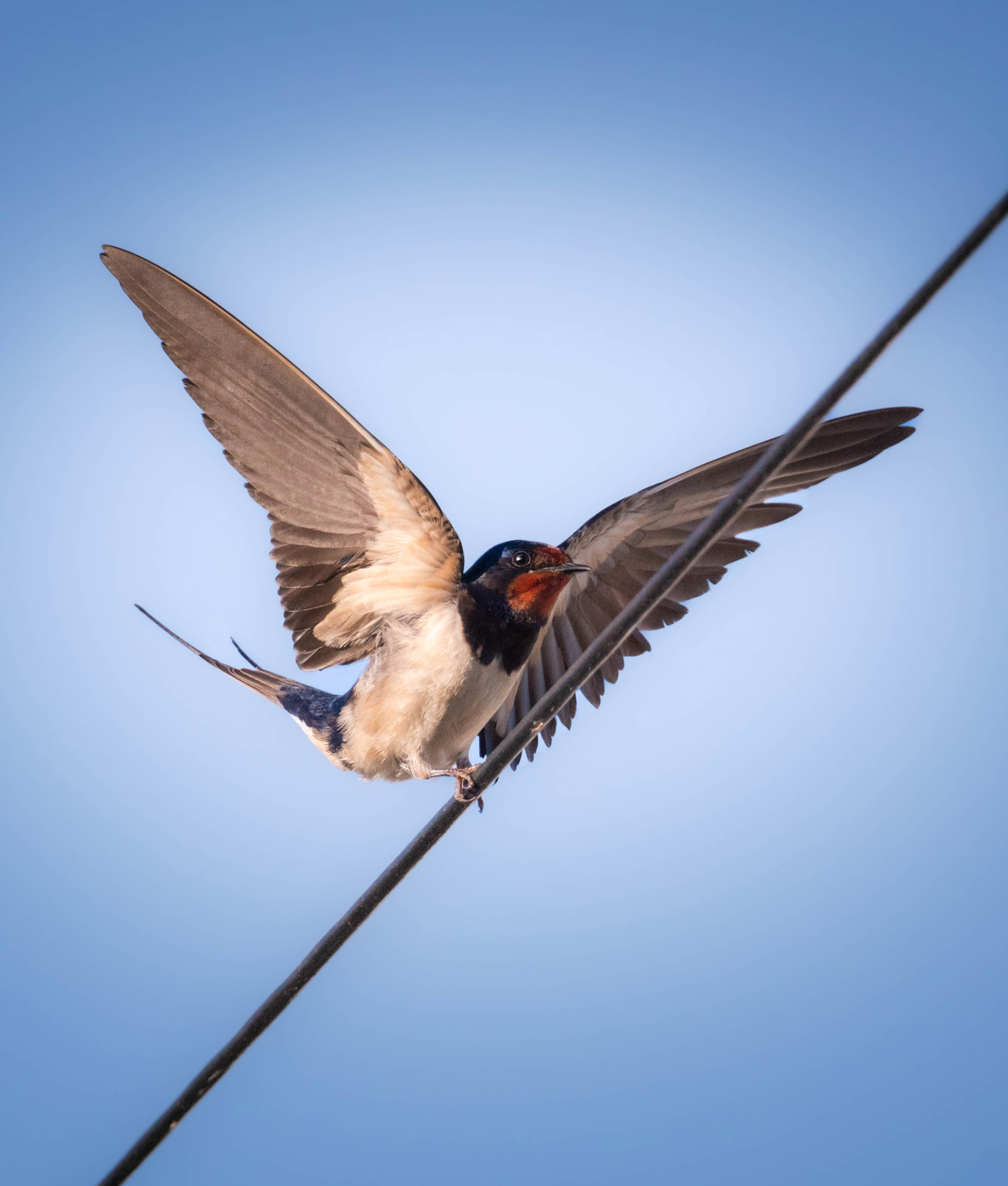 A swallow landing on a cable