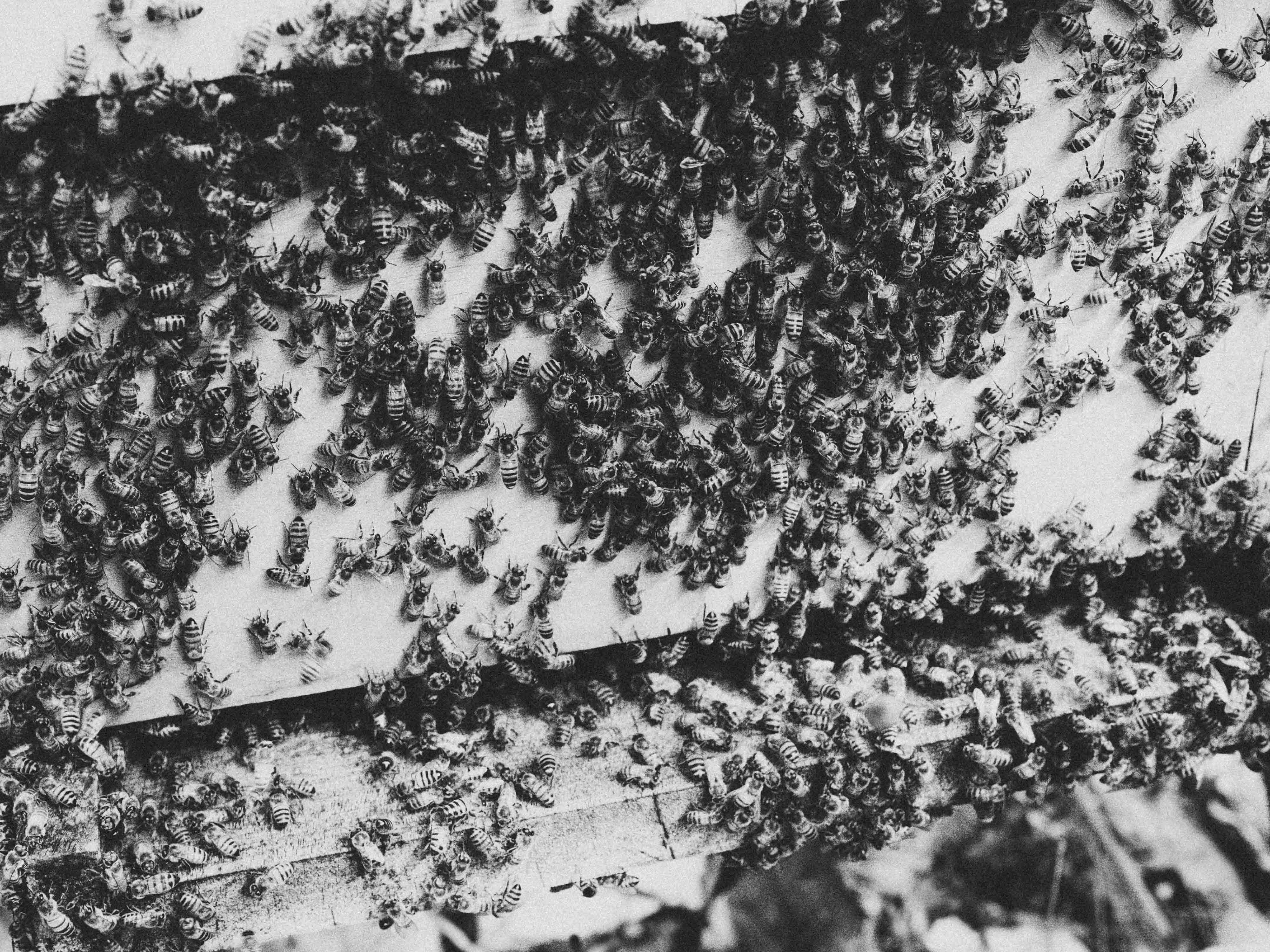 Photo en noir et blanc de milliers d'abeilles sur une ruche, prise par Ian Howorth avec un appareil photo moyen format Hasselblad X1D II