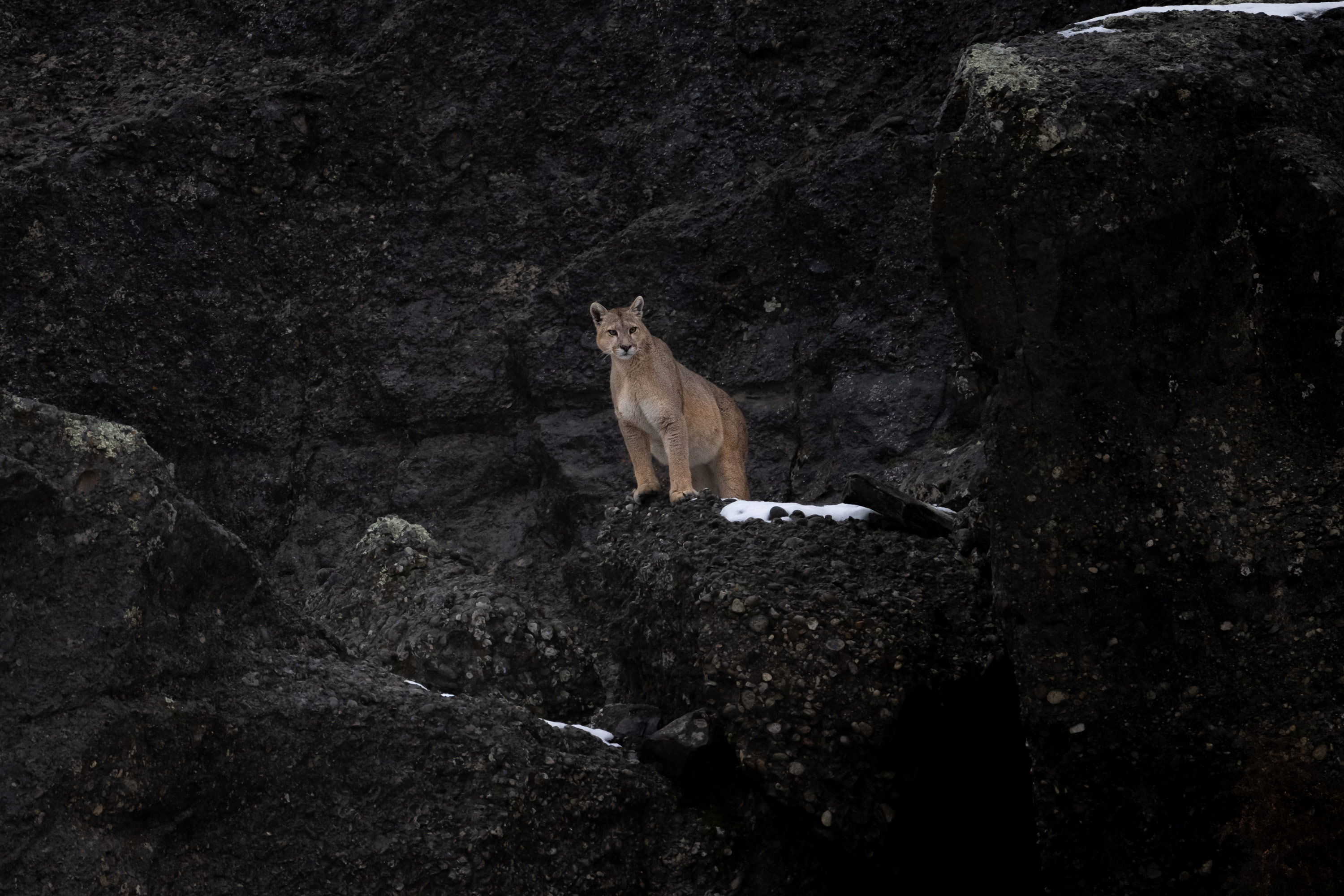 Een poema staand op een donkergrijze rots met lichte sneeuwbedekking, gefotografeerd door Lara Jackson met Nikon Z9 en Nikon Z 100-400mm f/4,5-5,6 VR S