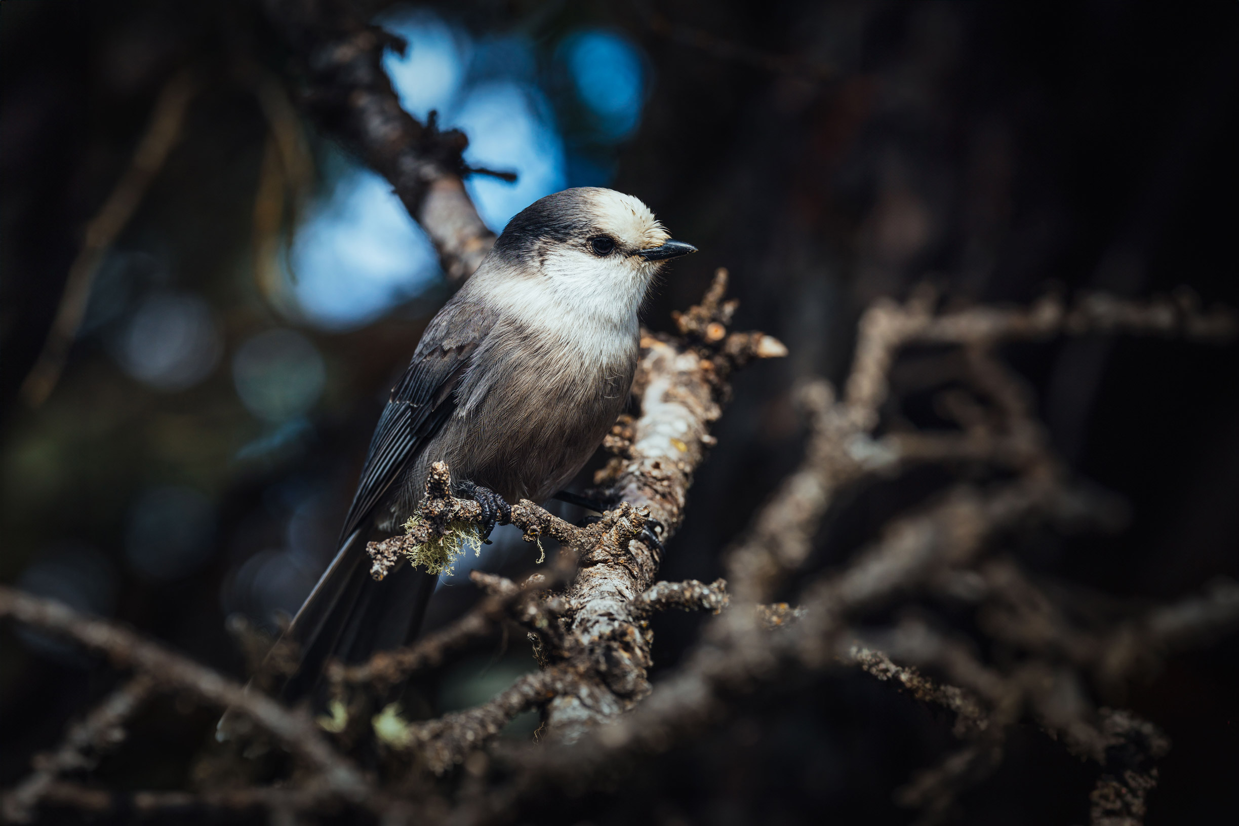 Small bird on a branch near Lake Louise in Banff National Park by Jude Allen.