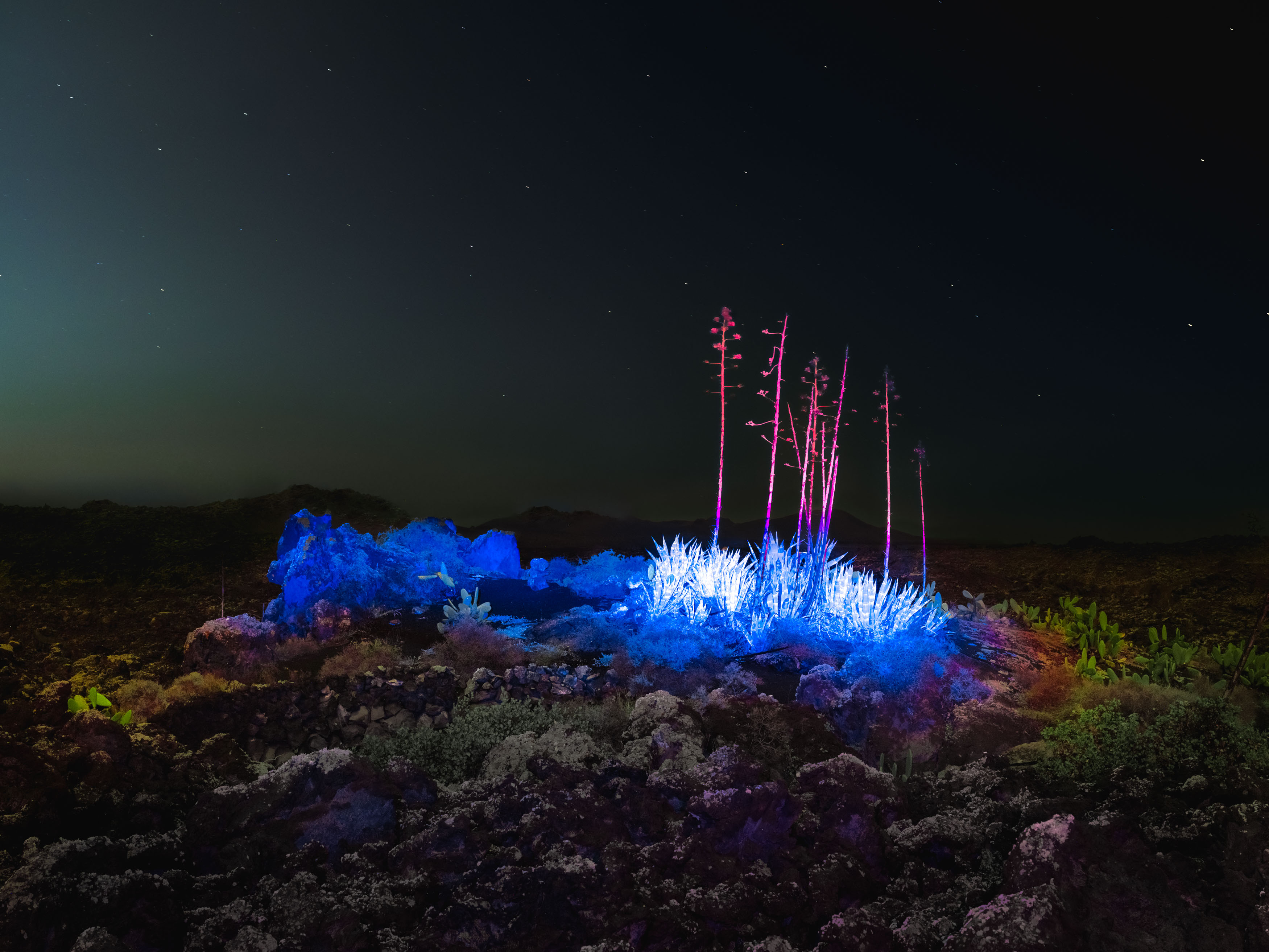 Een foto met lange belichting van planten in een woestijnomgeving bij nacht, met de planten verlicht door UV-licht, waardoor het lijkt op bioluminescent koraal. Door Ian Howorth.