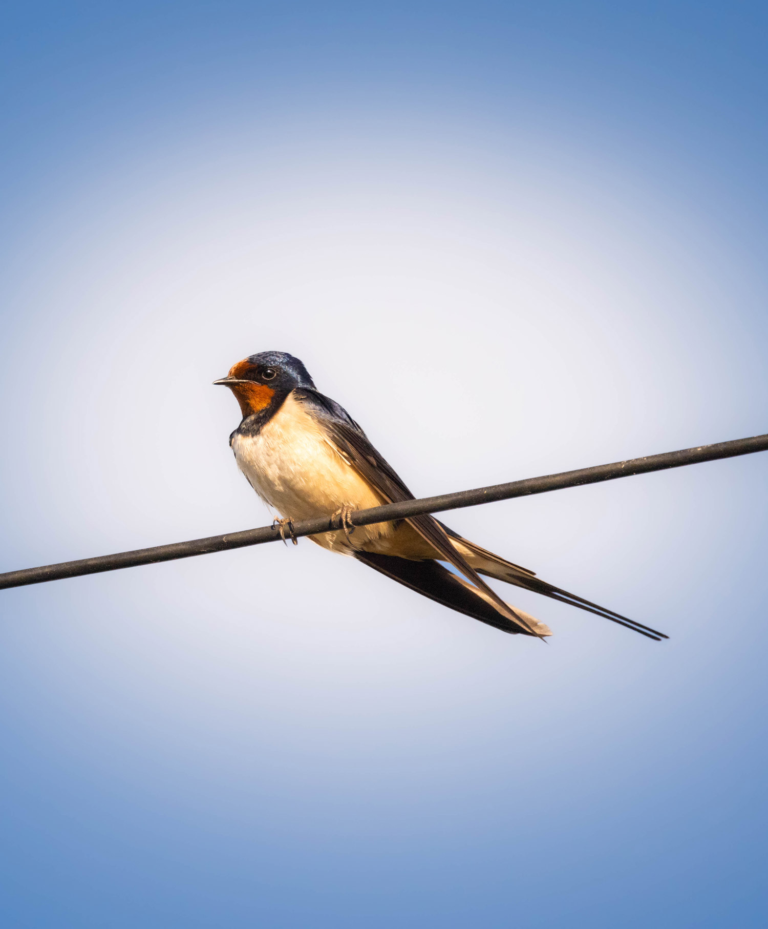 A swallow standing on a cable
