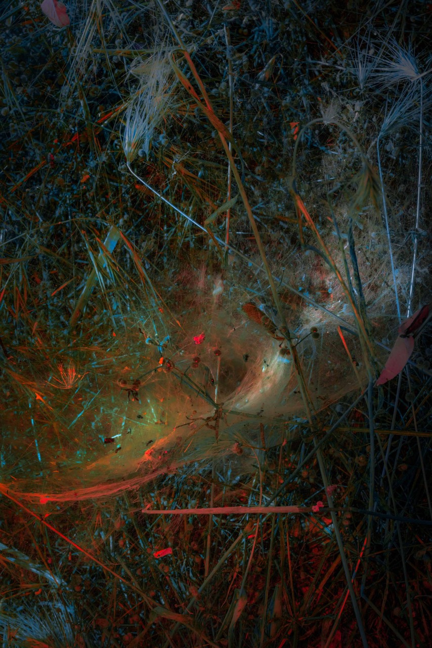 Een donker beeld van een spinnenweb gevangen in gras en groen, glinsterend met rood licht. Een werk genaamd Spiderweb van kunstenaar Claudia Fuggetti