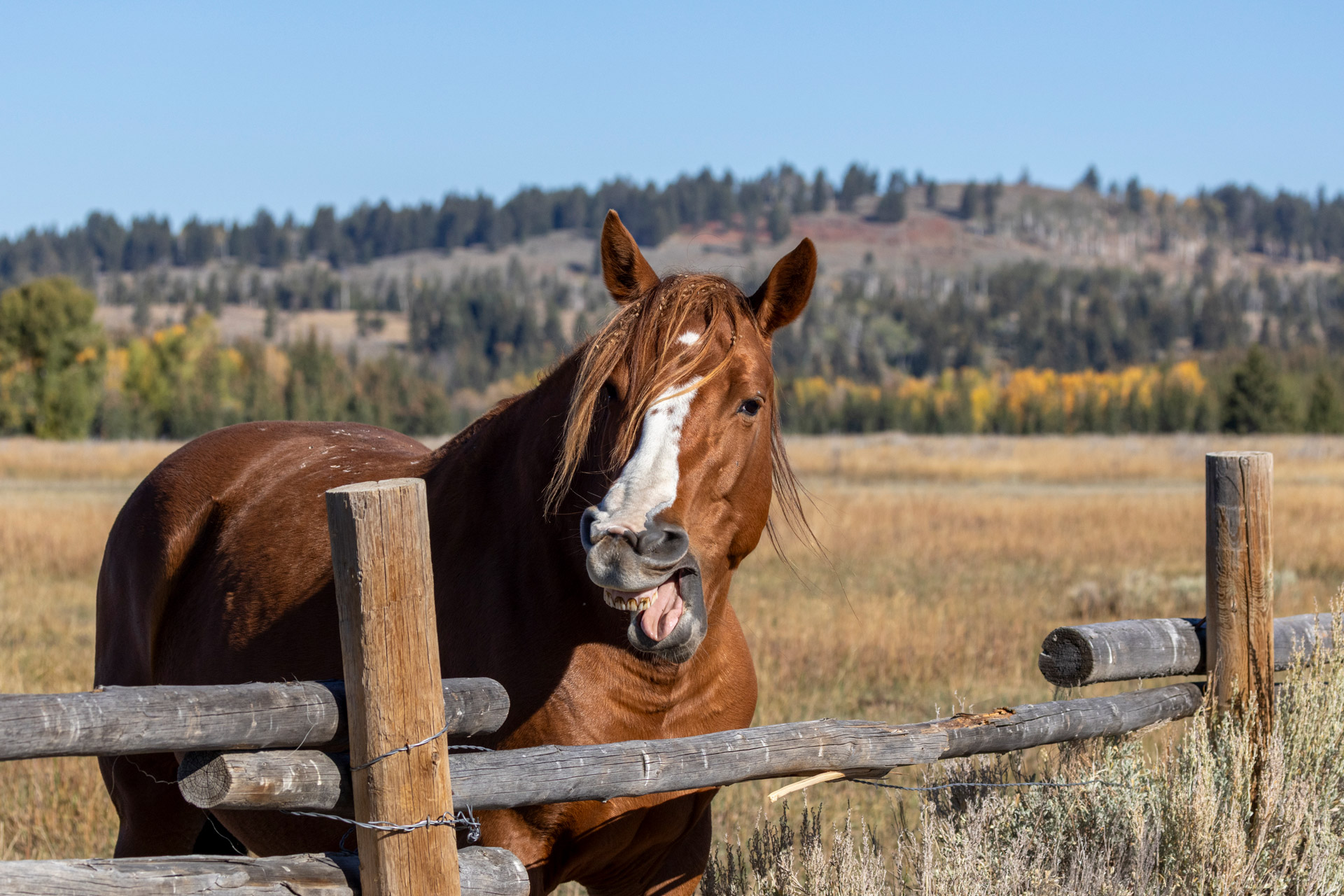 Pferd, das auf einem Feld außerhalb des Grand Teton National Park in Wyoming eine lustige Grimasse zieht. Aufgenommen von Kristi Townsend mit einer Canon EOS R7.