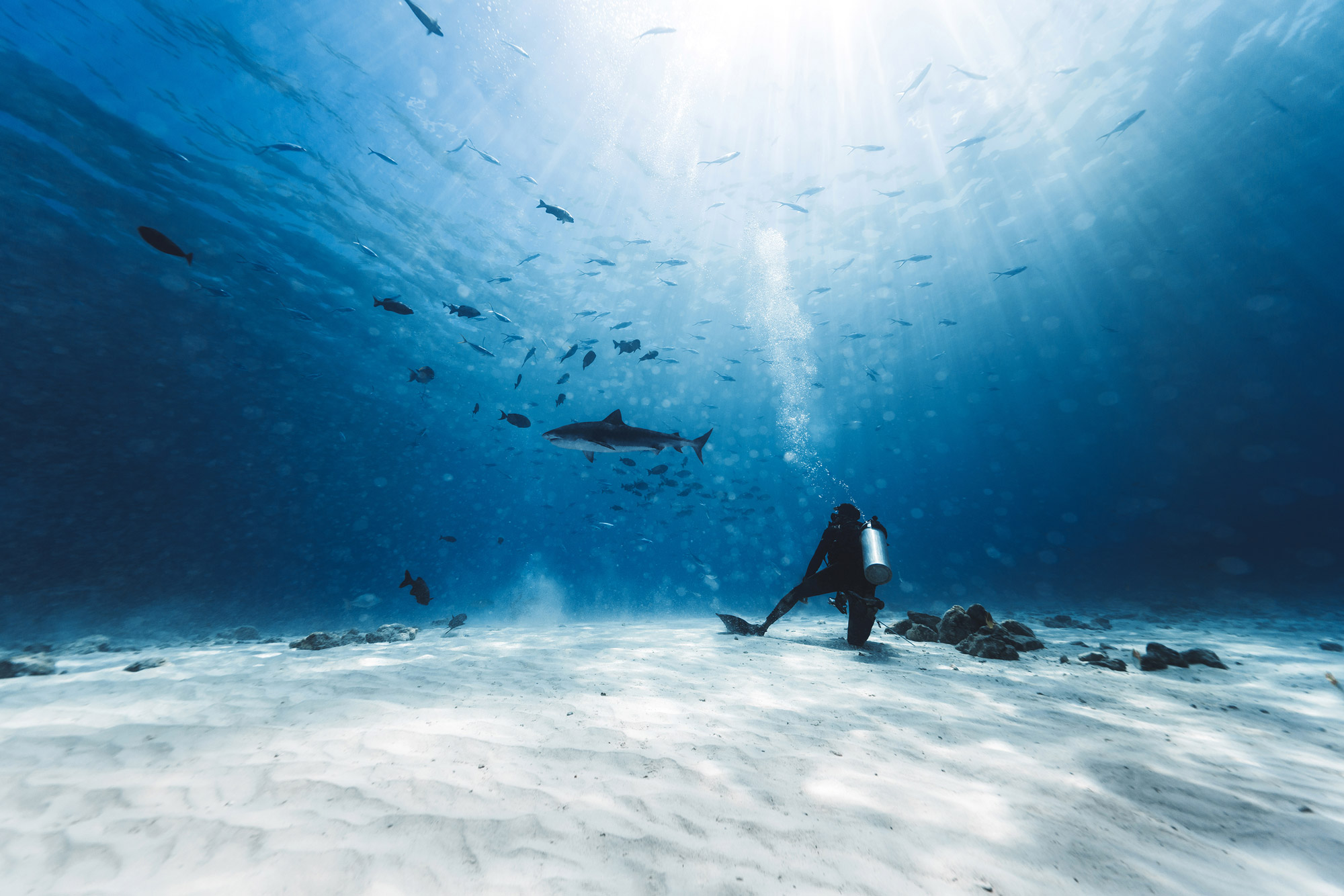 Un plongeur sous-marin, avec un requin et un banc de petits poissons au-dessus d'eux. Photo prise par Kaushiik Subramaniam avec un Sony Alpha A7R III.