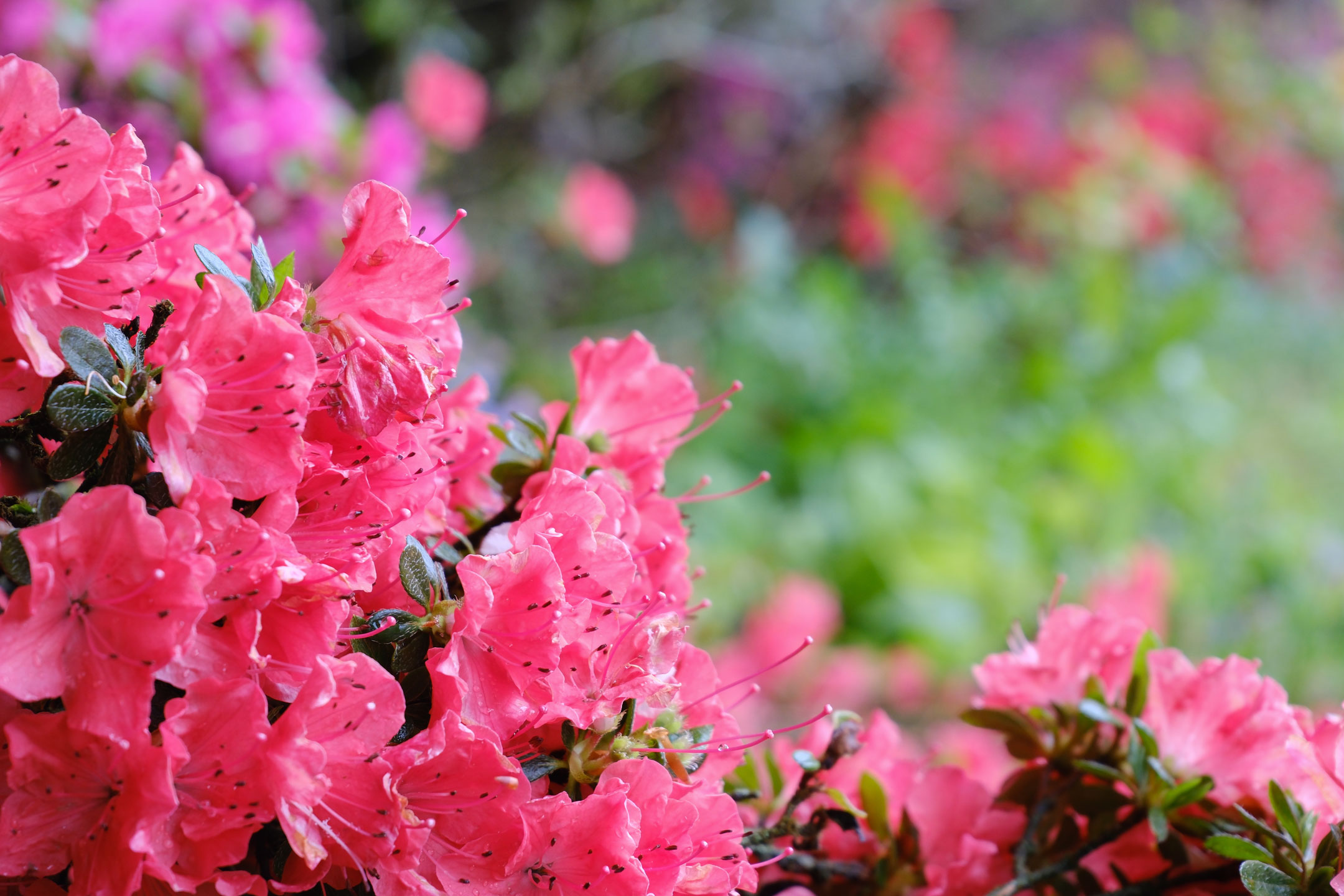 Pink blossoms blooming with lush greenery in the background by Amy Moore with a Fujifilm X-T50